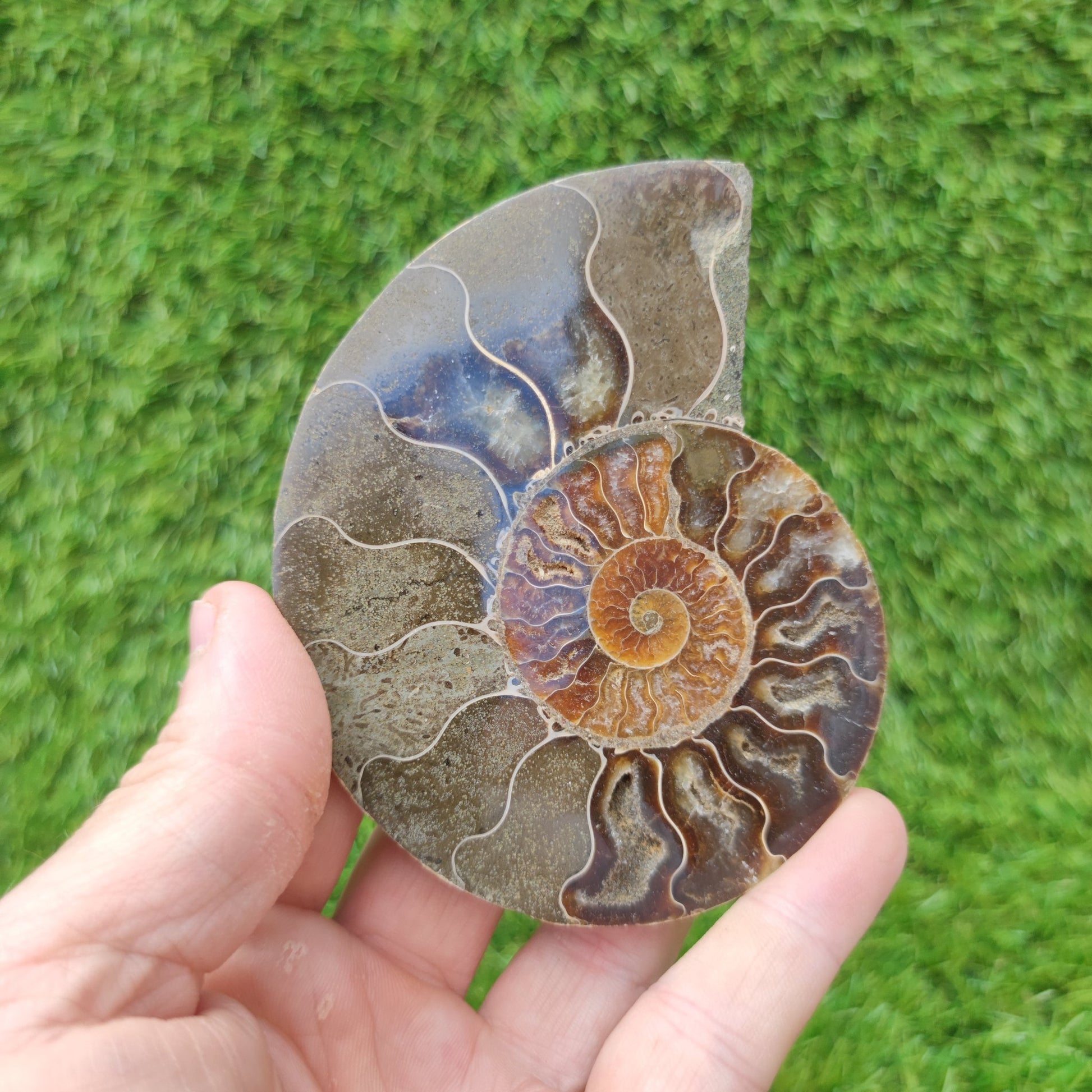 Polished fossil Madagascar ammonite North Yorkshire Fossils - North Yorkshire Fossils