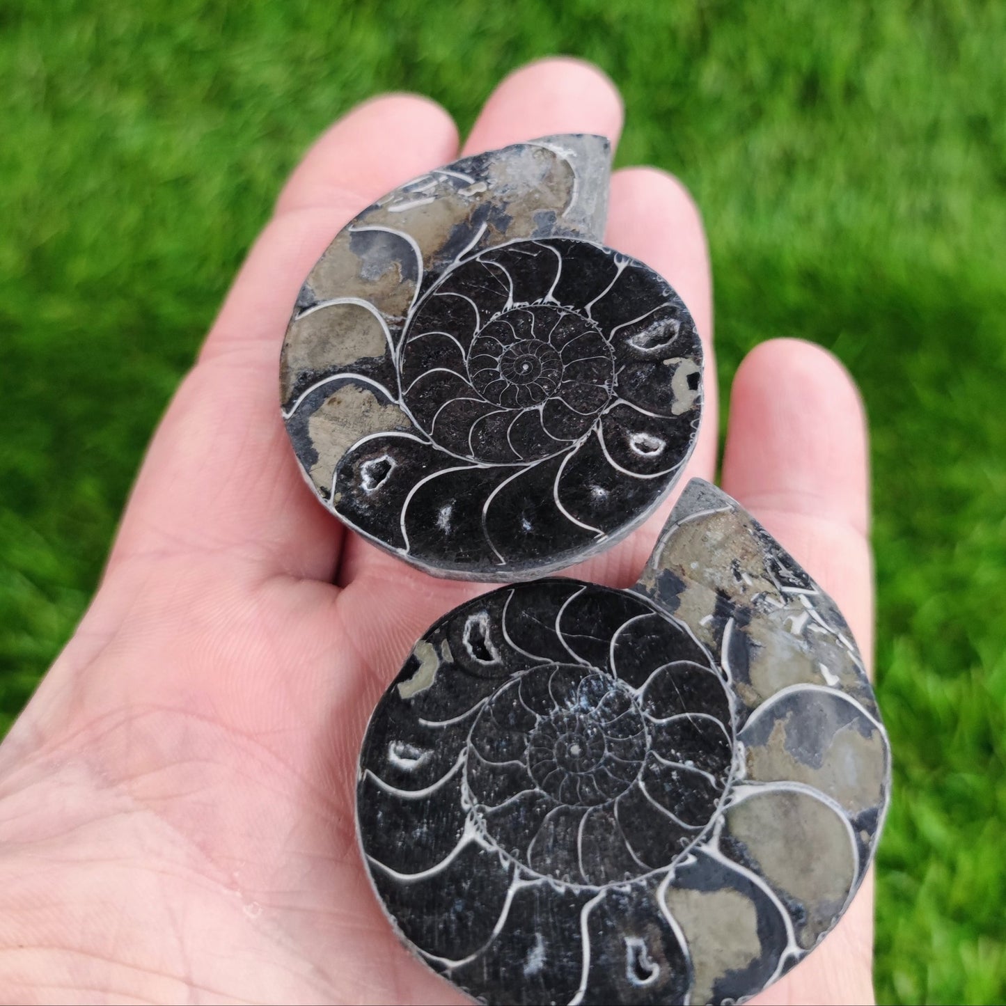 Polished gold and black ammonite fossil North Yorkshire Fossils - North Yorkshire Fossils