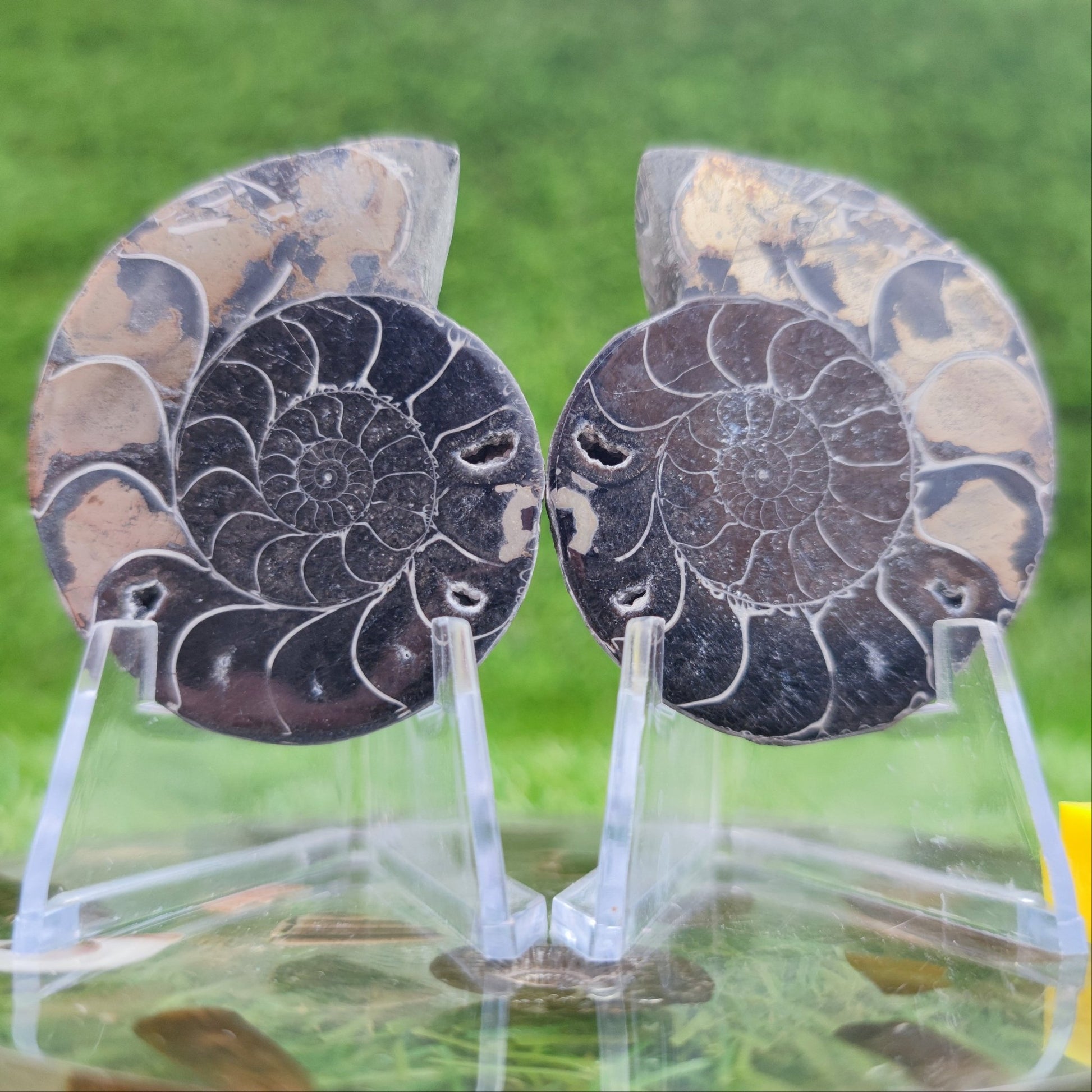 Polished gold and black ammonite fossil North Yorkshire Fossils - North Yorkshire Fossils