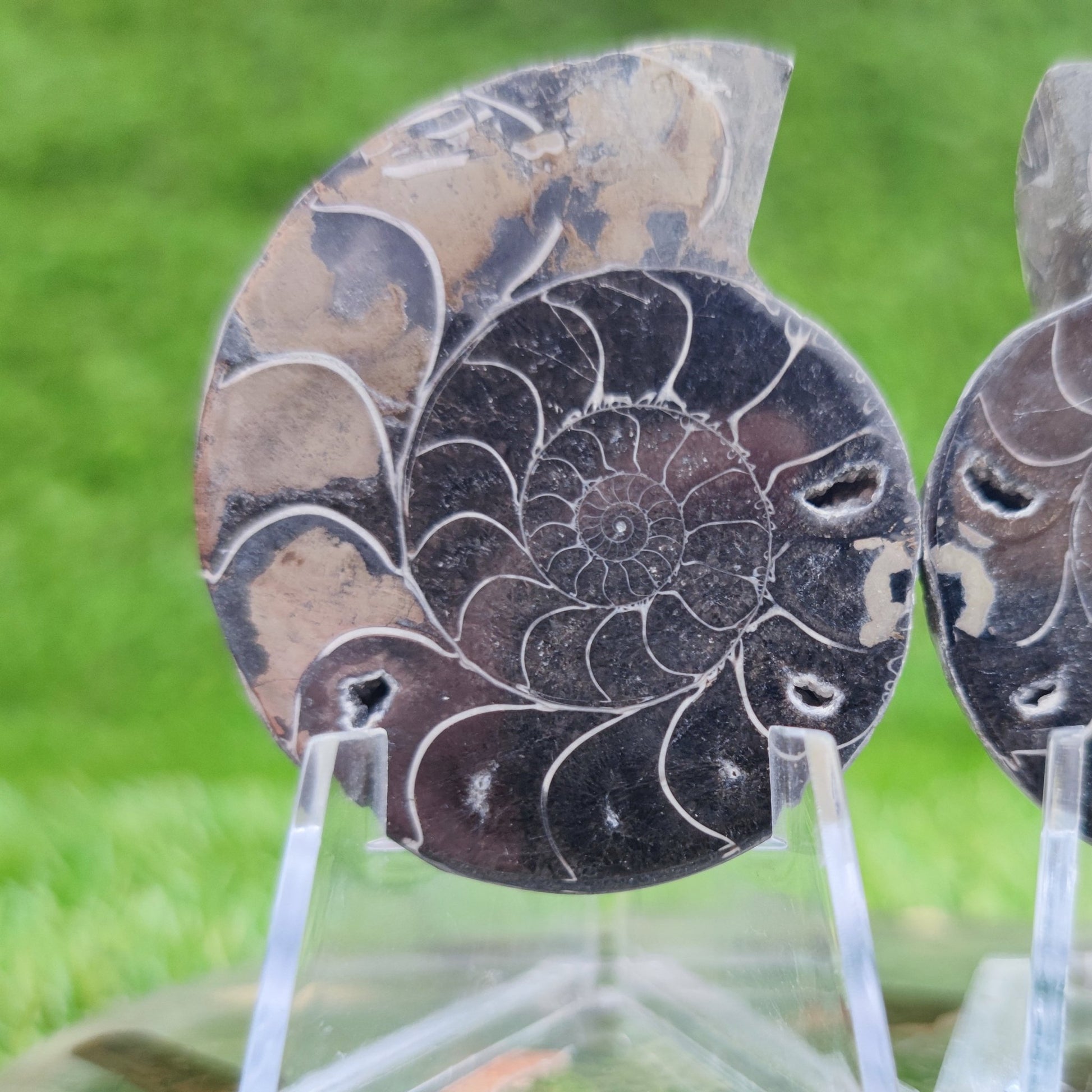 Polished gold and black ammonite fossil North Yorkshire Fossils - North Yorkshire Fossils