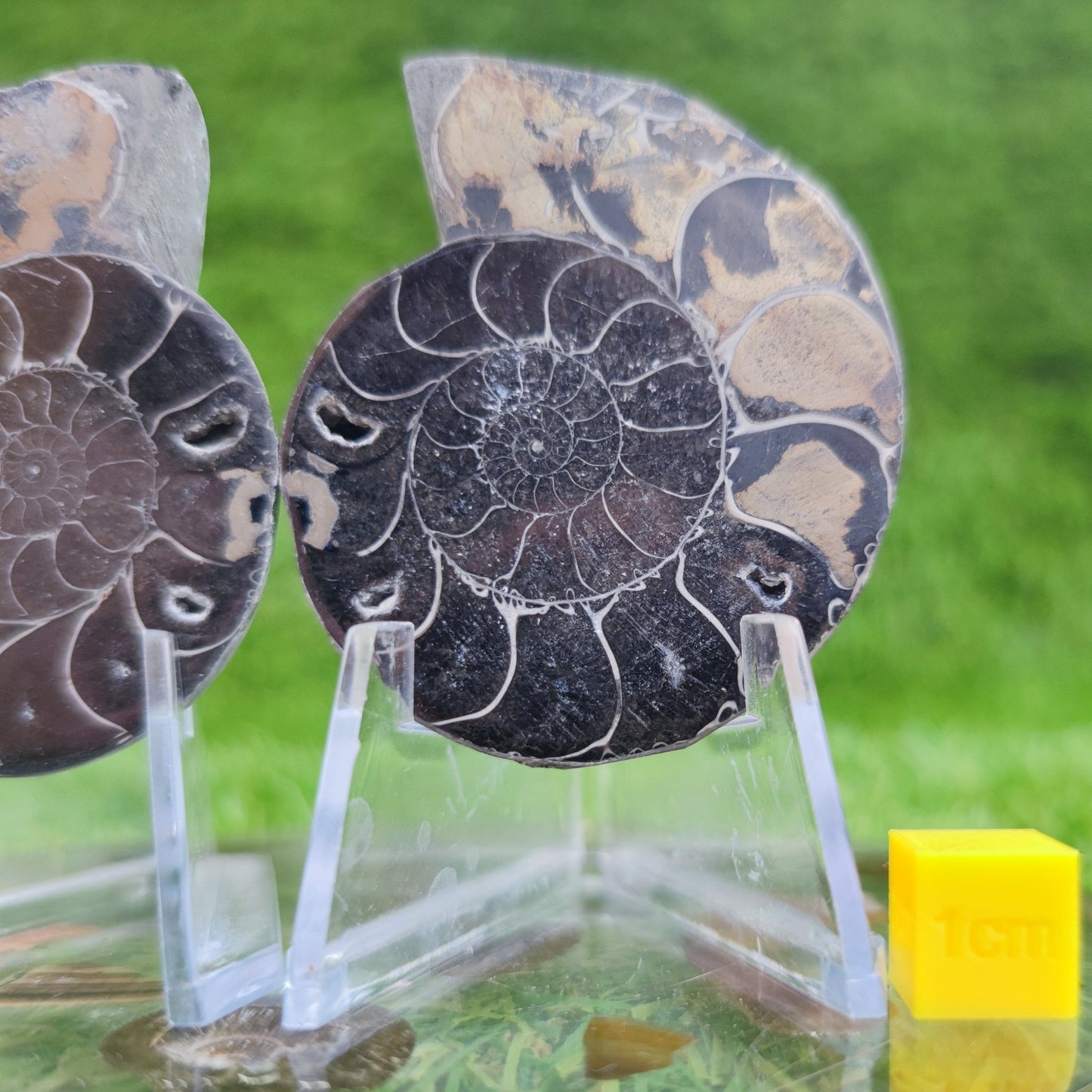 Polished gold and black ammonite fossil North Yorkshire Fossils - North Yorkshire Fossils