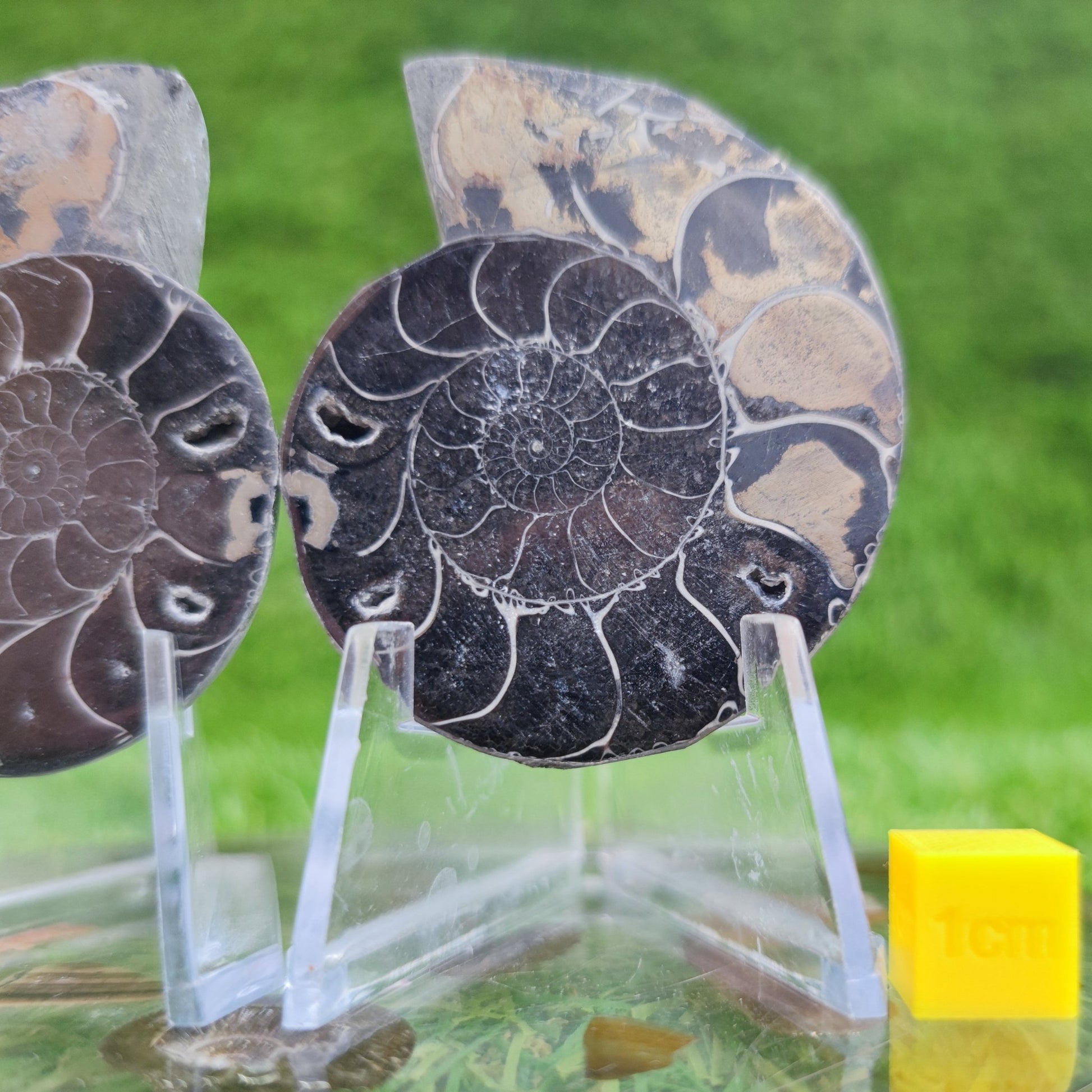Polished gold and black ammonite fossil North Yorkshire Fossils - North Yorkshire Fossils