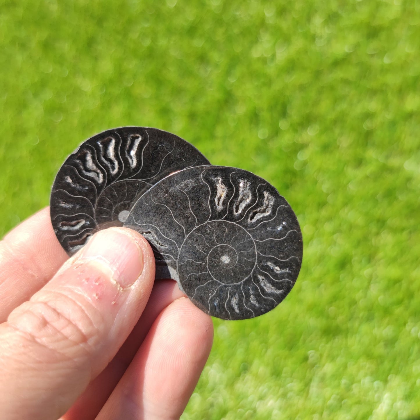 Polished Madagascar ammonite fossil - North Yorkshire Fossils