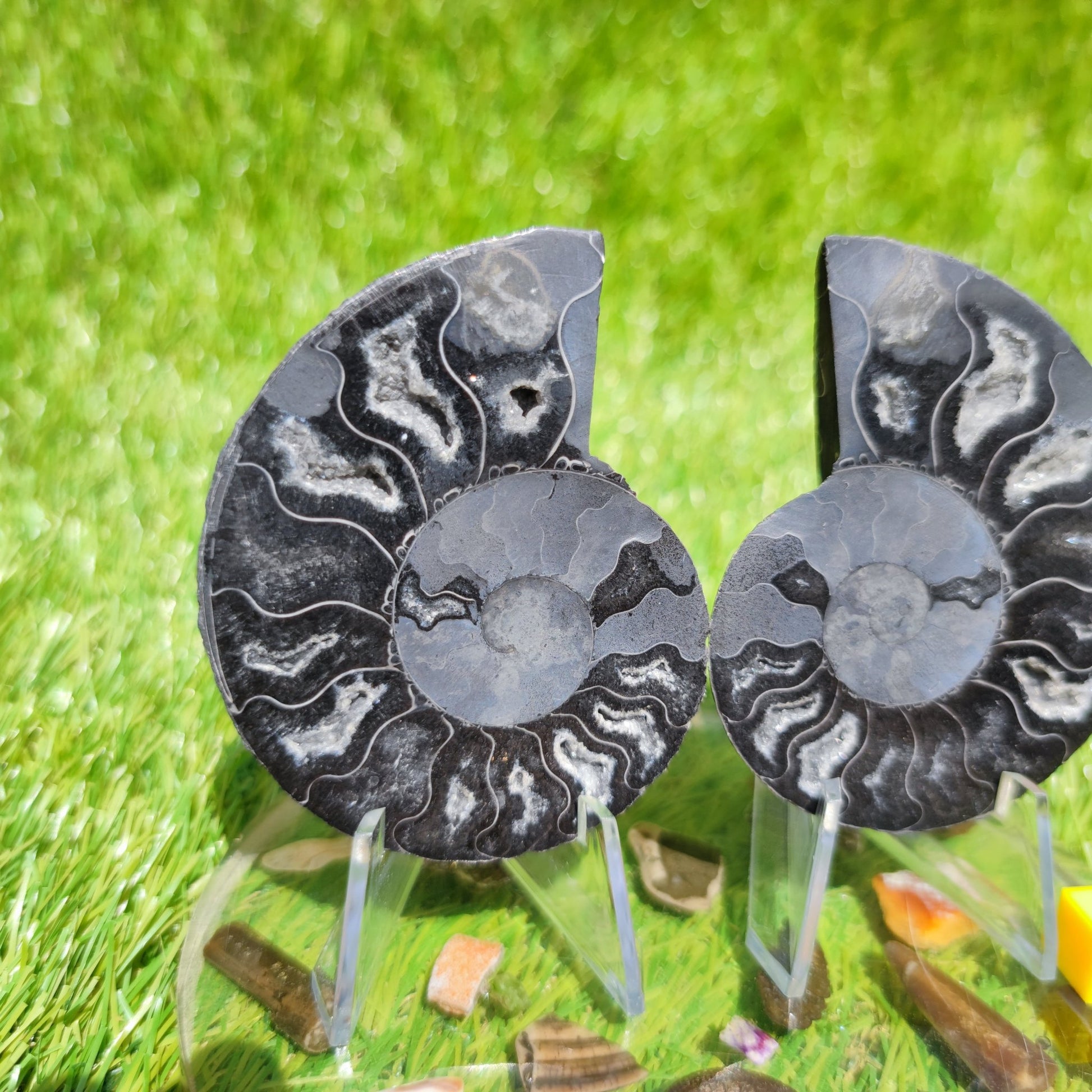 Polished Madagascar ammonite fossil - North Yorkshire Fossils