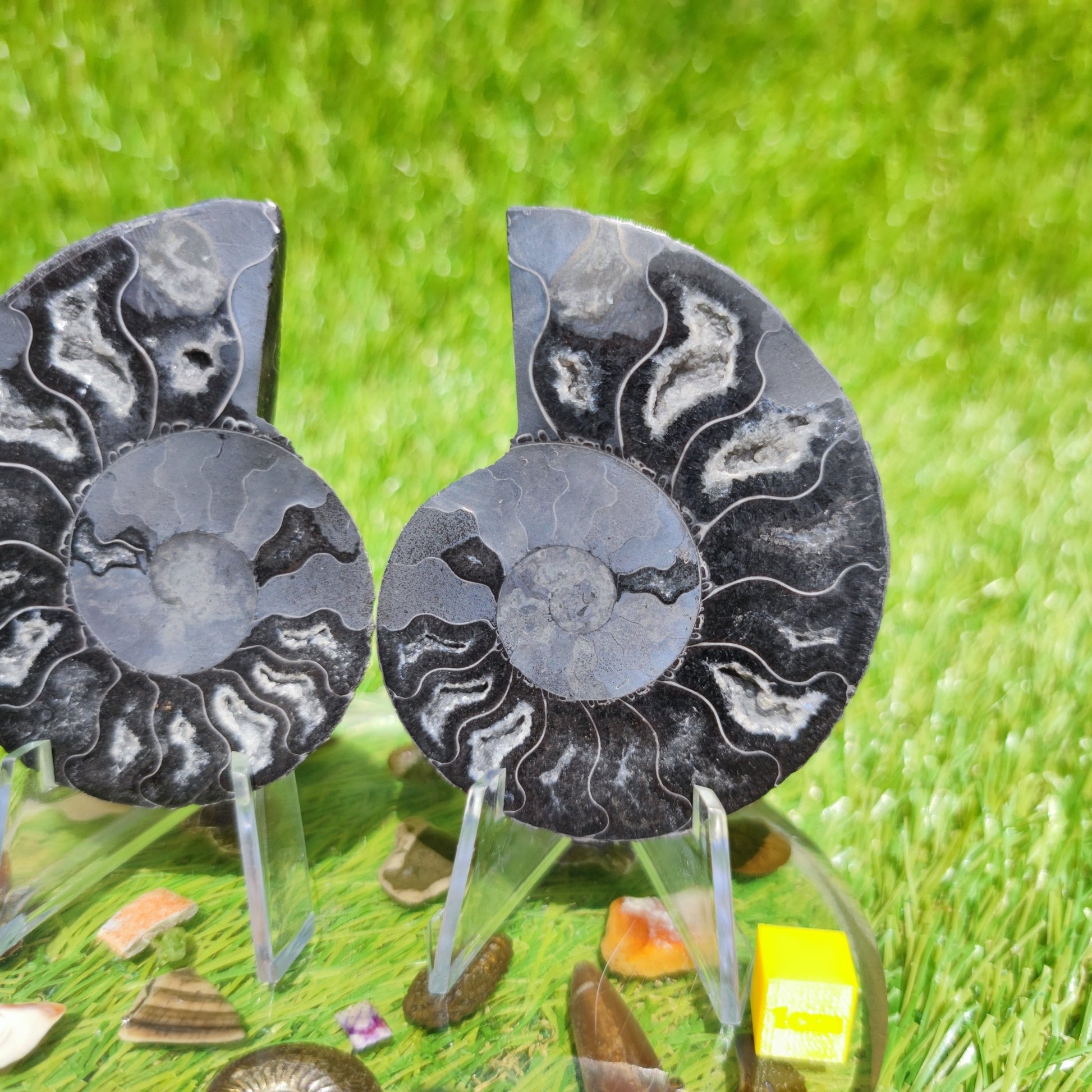 Polished Madagascar ammonite fossil - North Yorkshire Fossils