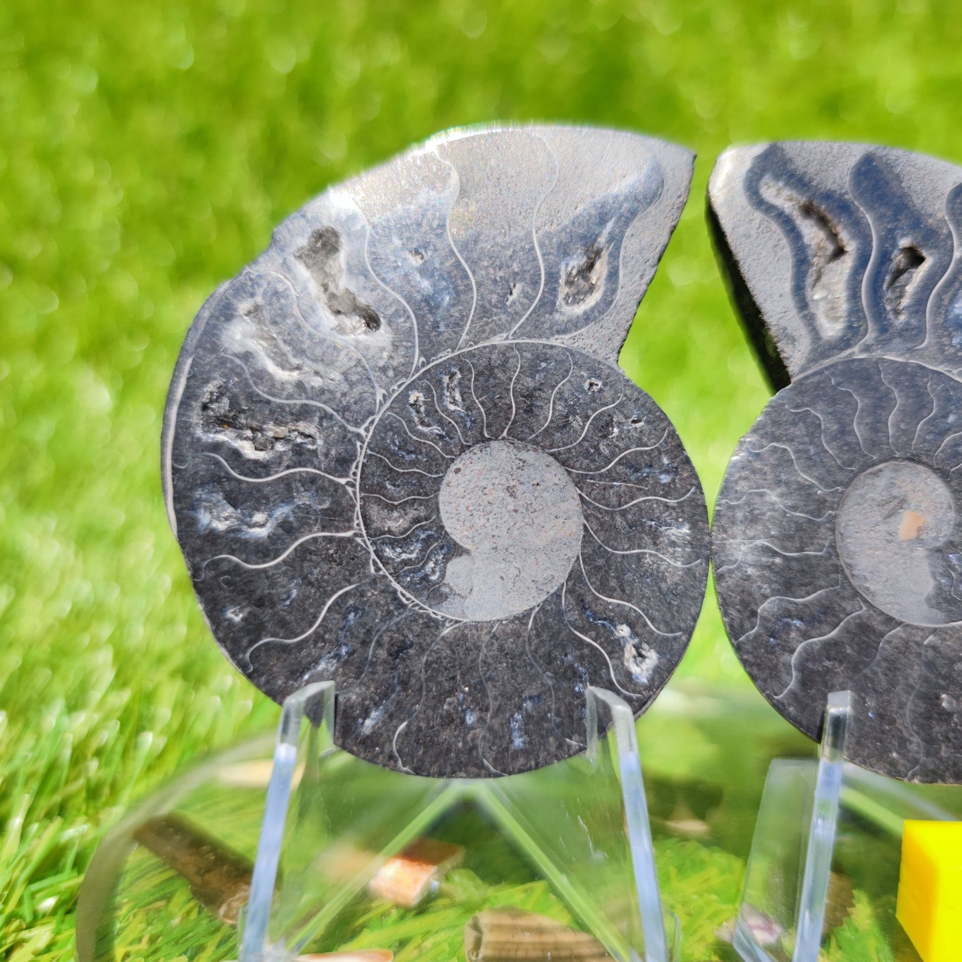 Polished Madagascar ammonite fossil - North Yorkshire Fossils