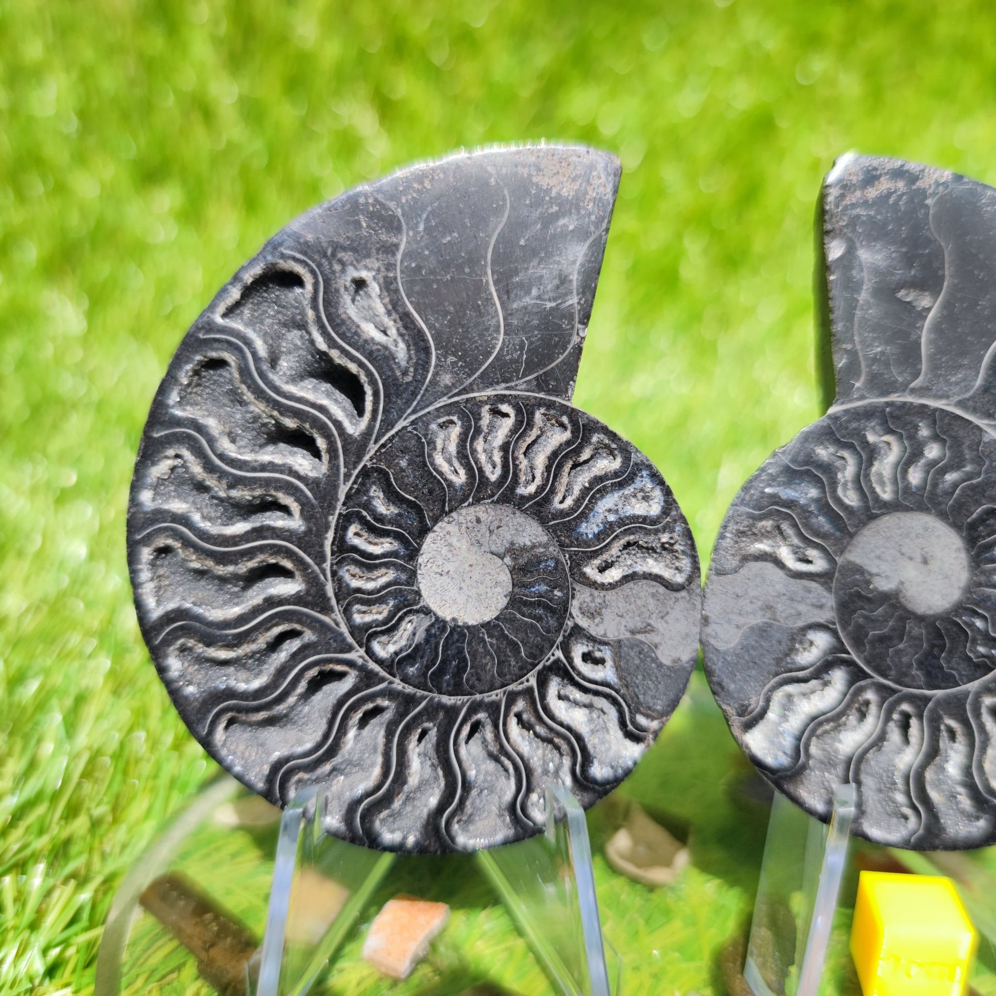 Polished Madagascar ammonite fossil - North Yorkshire Fossils