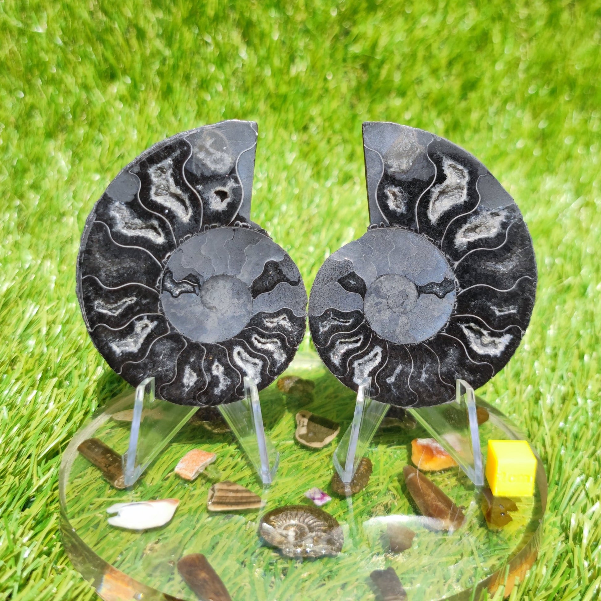 Polished Madagascar ammonite fossil - North Yorkshire Fossils