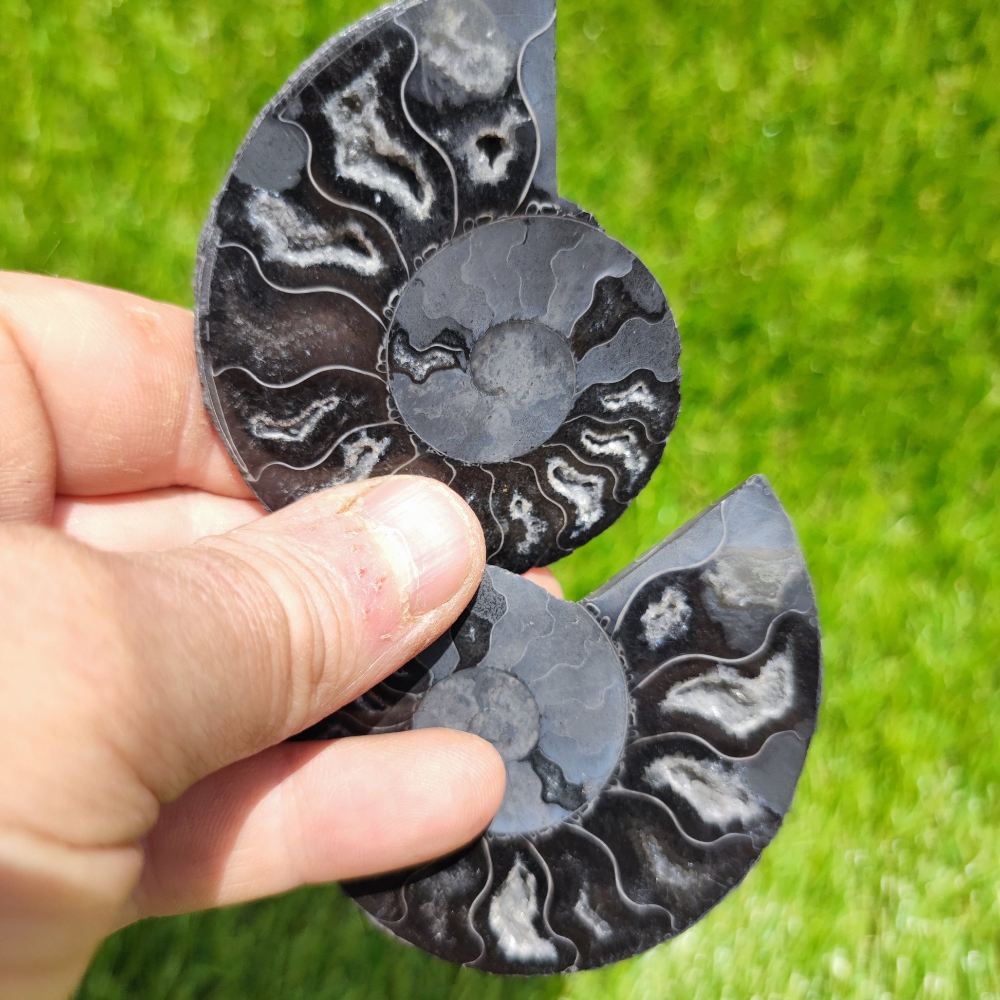 Polished Madagascar ammonite fossil - North Yorkshire Fossils