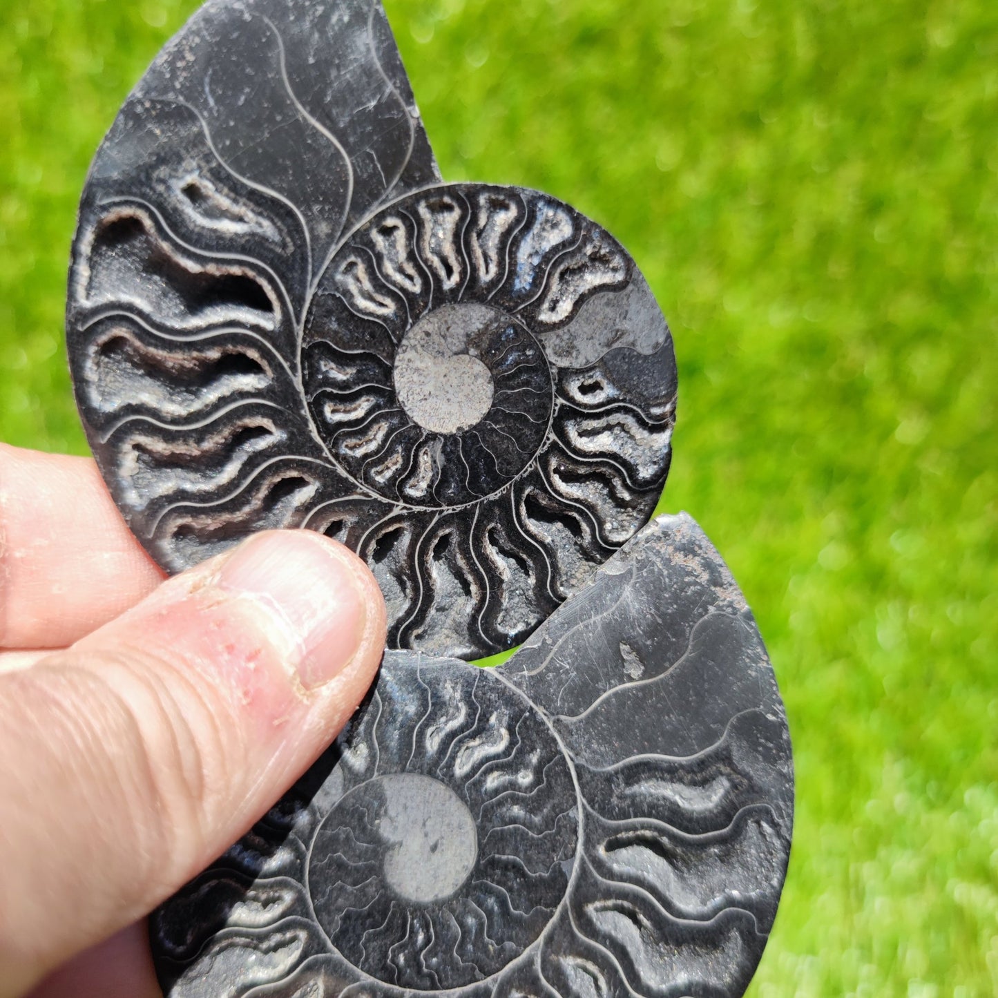 Polished Madagascar ammonite fossil - North Yorkshire Fossils