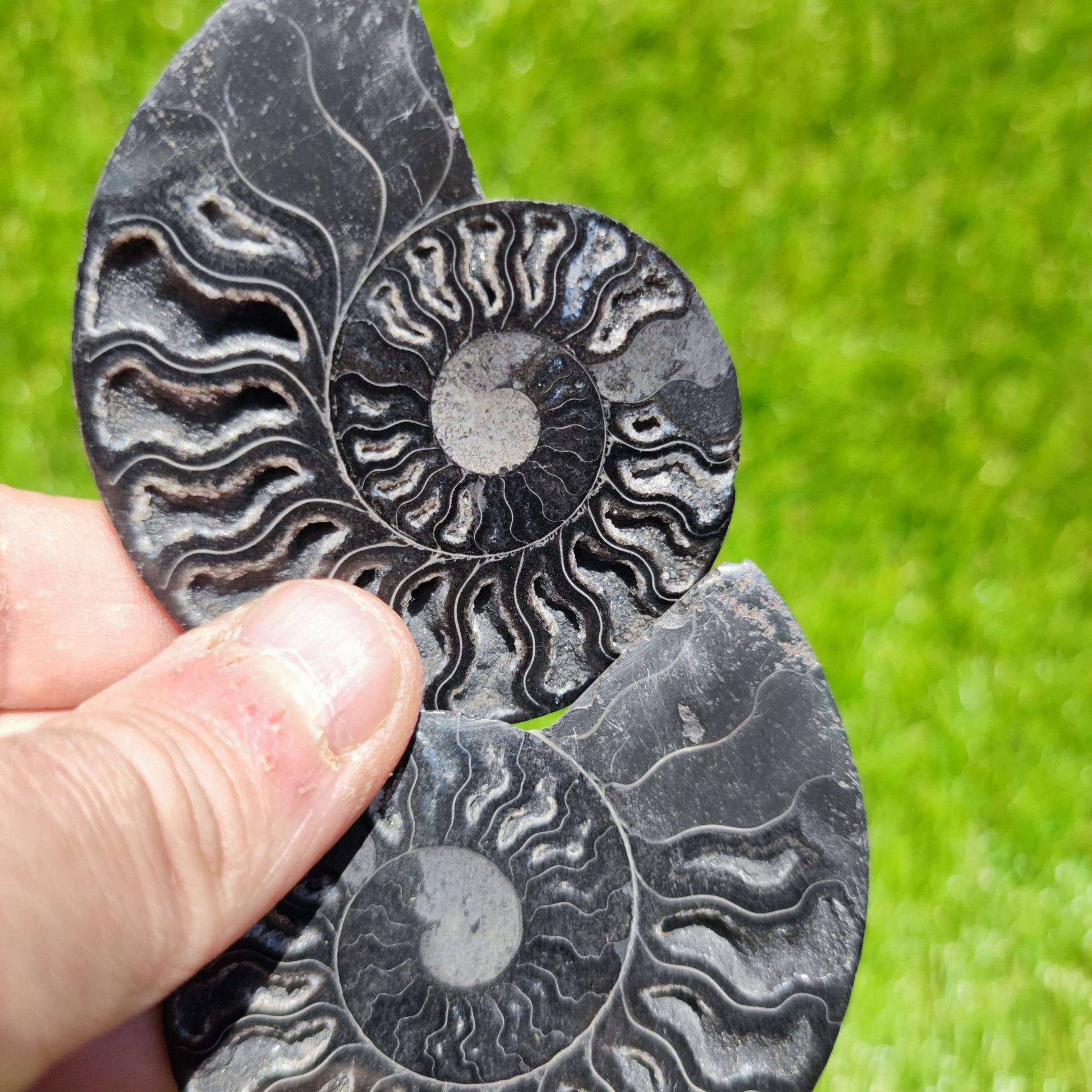 Polished Madagascar ammonite fossil - North Yorkshire Fossils