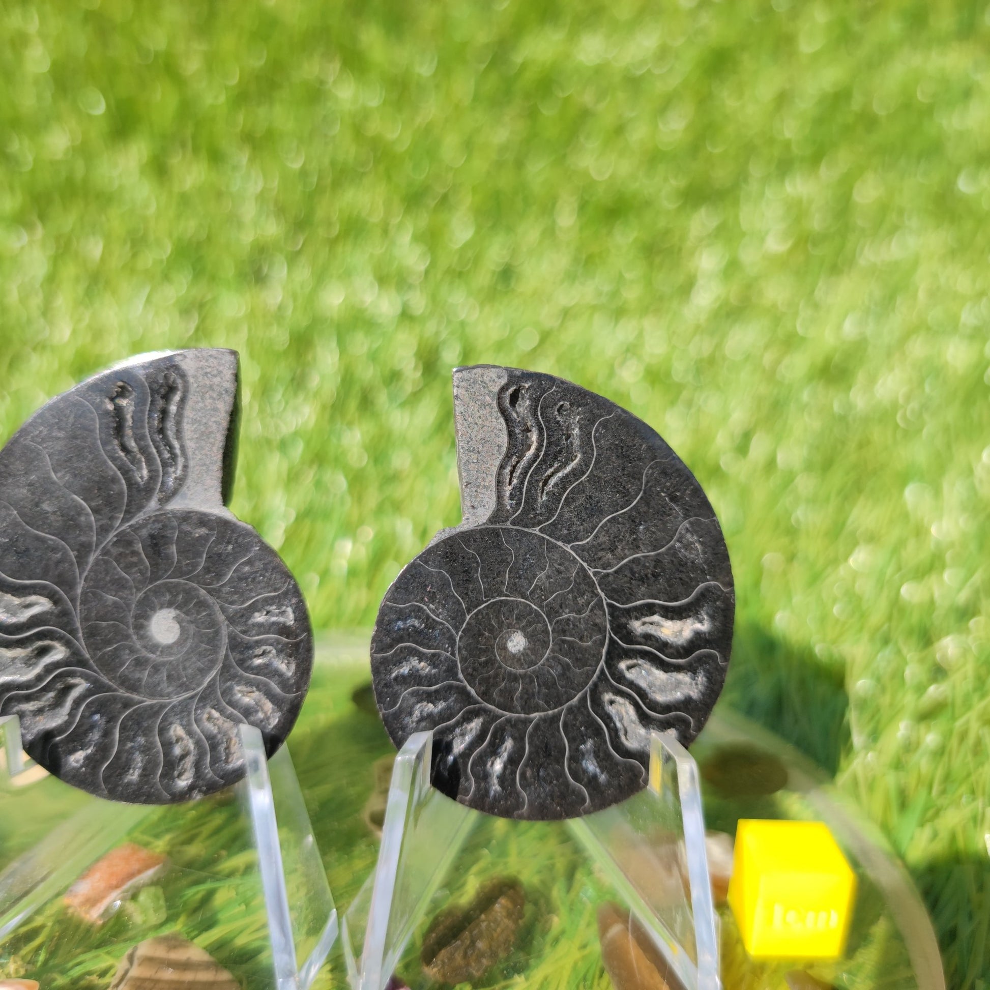 Polished Madagascar ammonite fossil - North Yorkshire Fossils