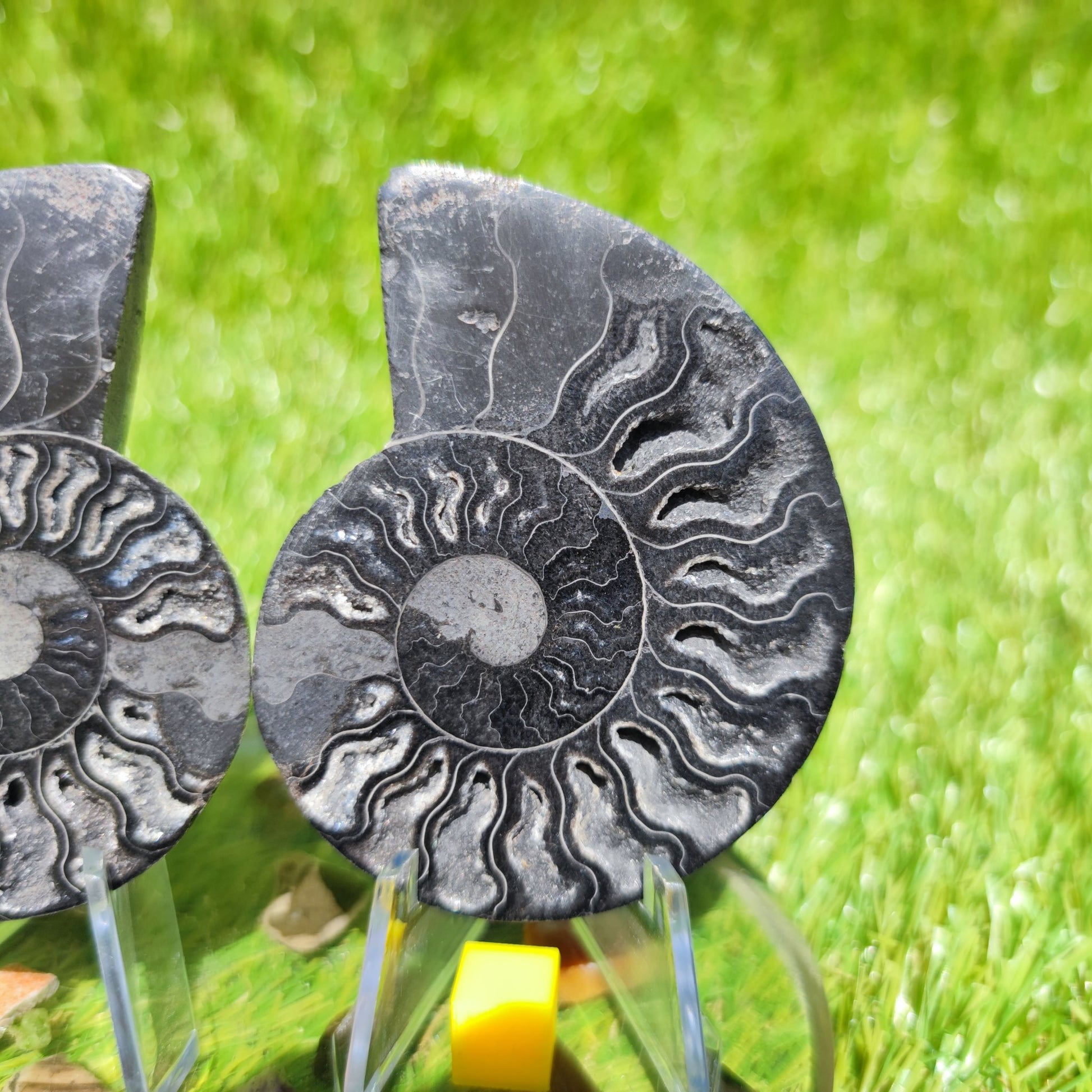 Polished Madagascar ammonite fossil - North Yorkshire Fossils