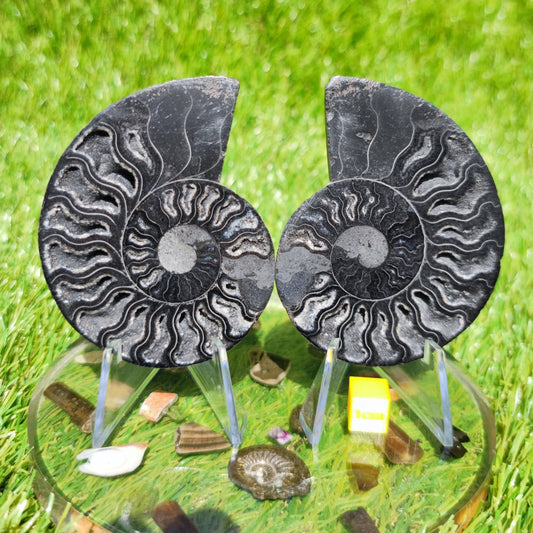 Polished Madagascar ammonite fossil - North Yorkshire Fossils