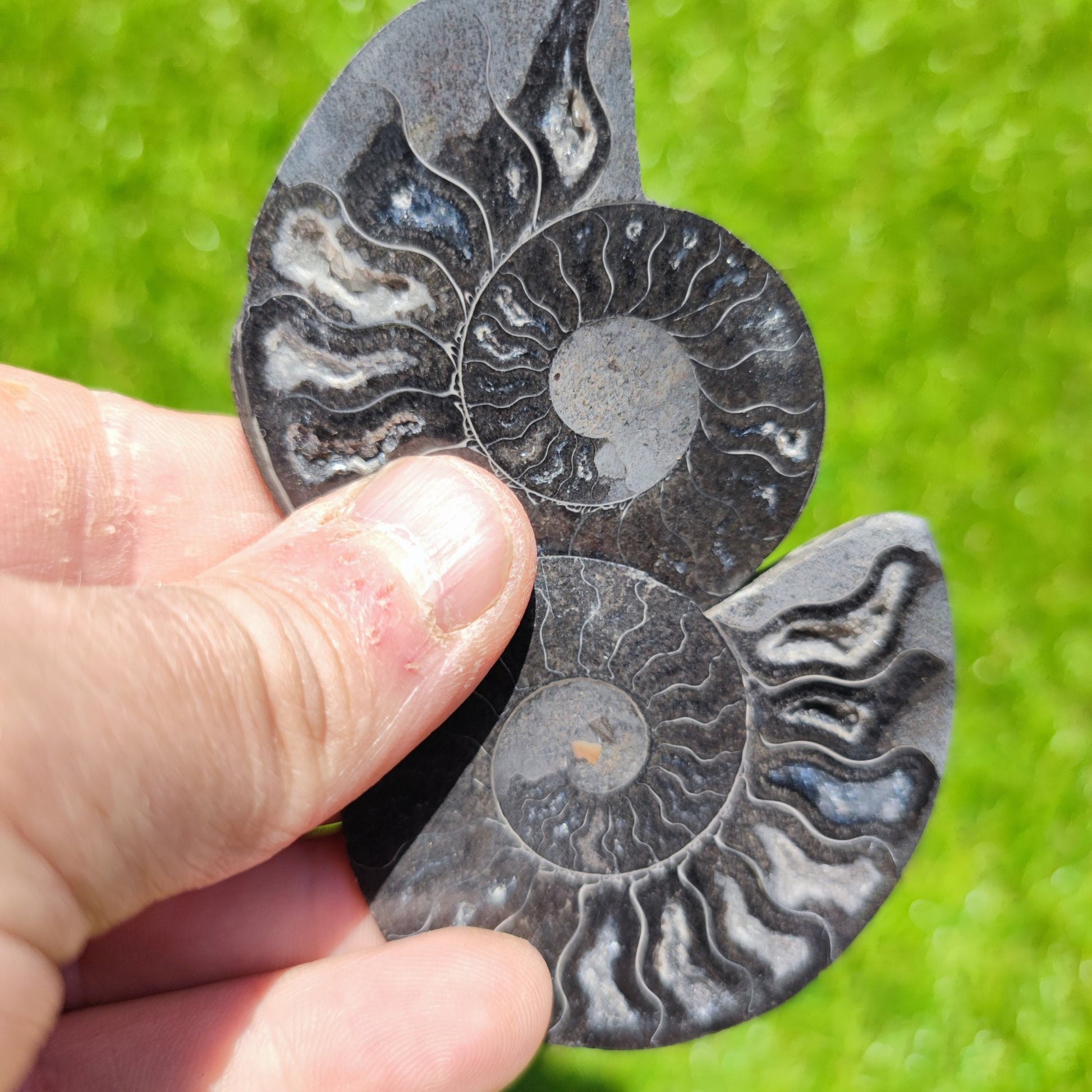 Polished Madagascar ammonite fossil - North Yorkshire Fossils