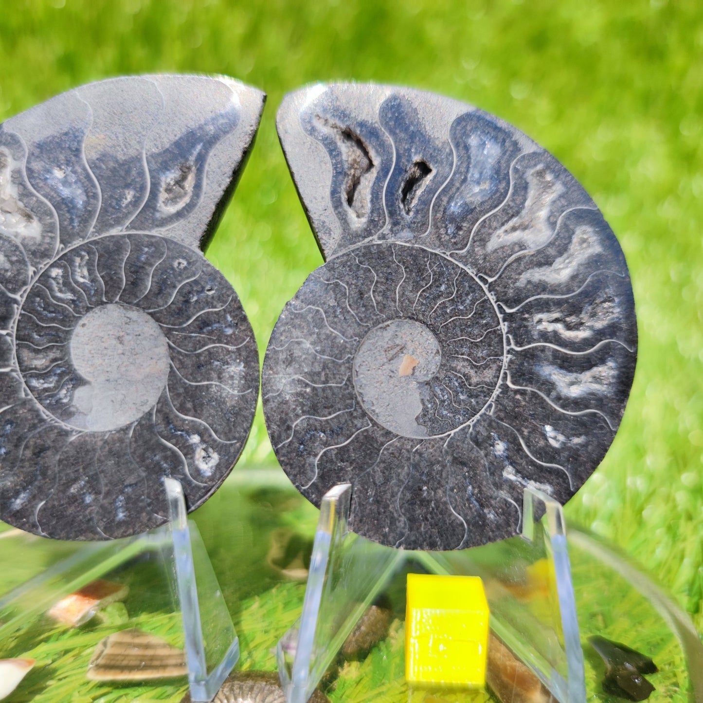 Polished Madagascar ammonite fossil - North Yorkshire Fossils