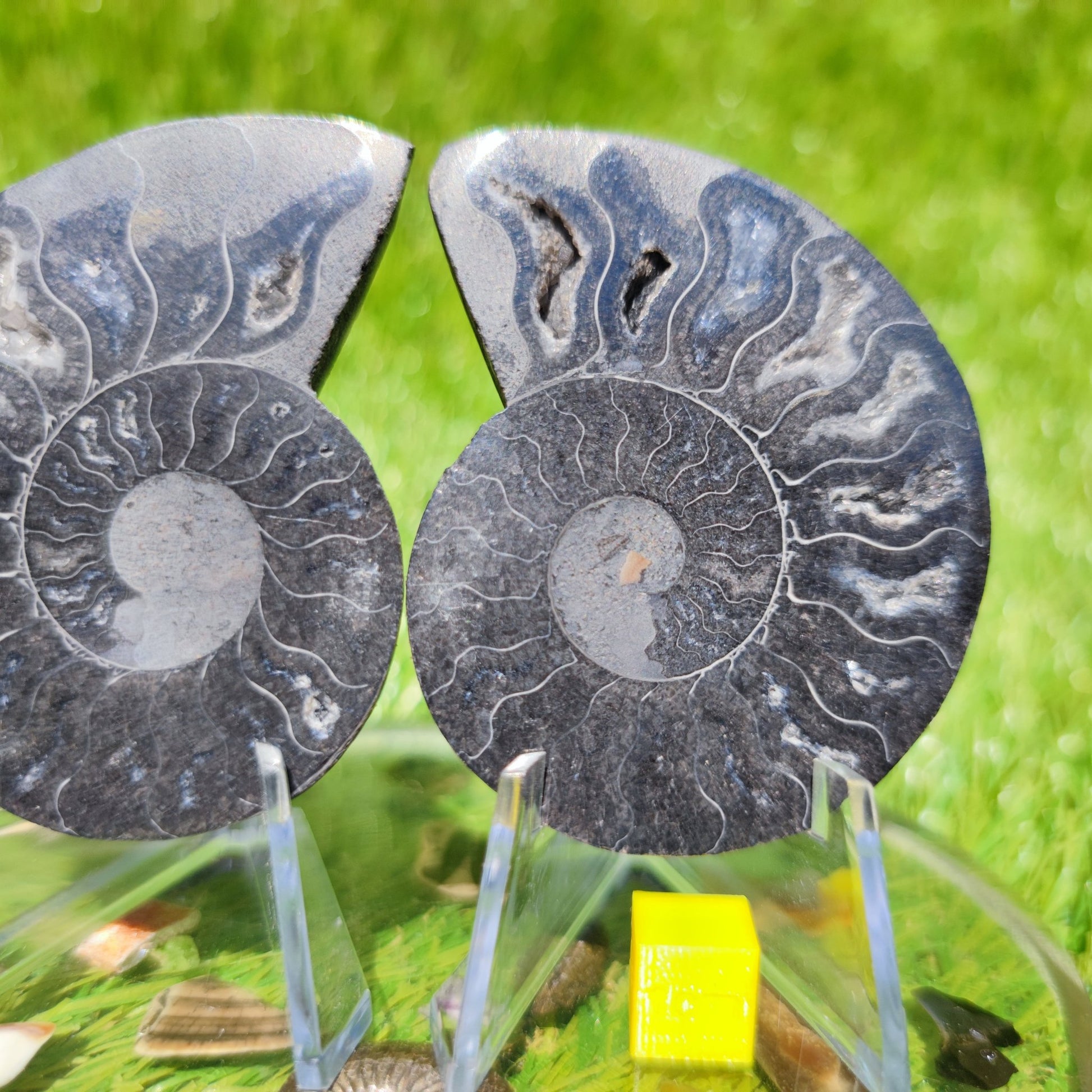 Polished Madagascar ammonite fossil - North Yorkshire Fossils