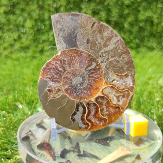 Polished Madagascar ammonite fossil - North Yorkshire Fossils