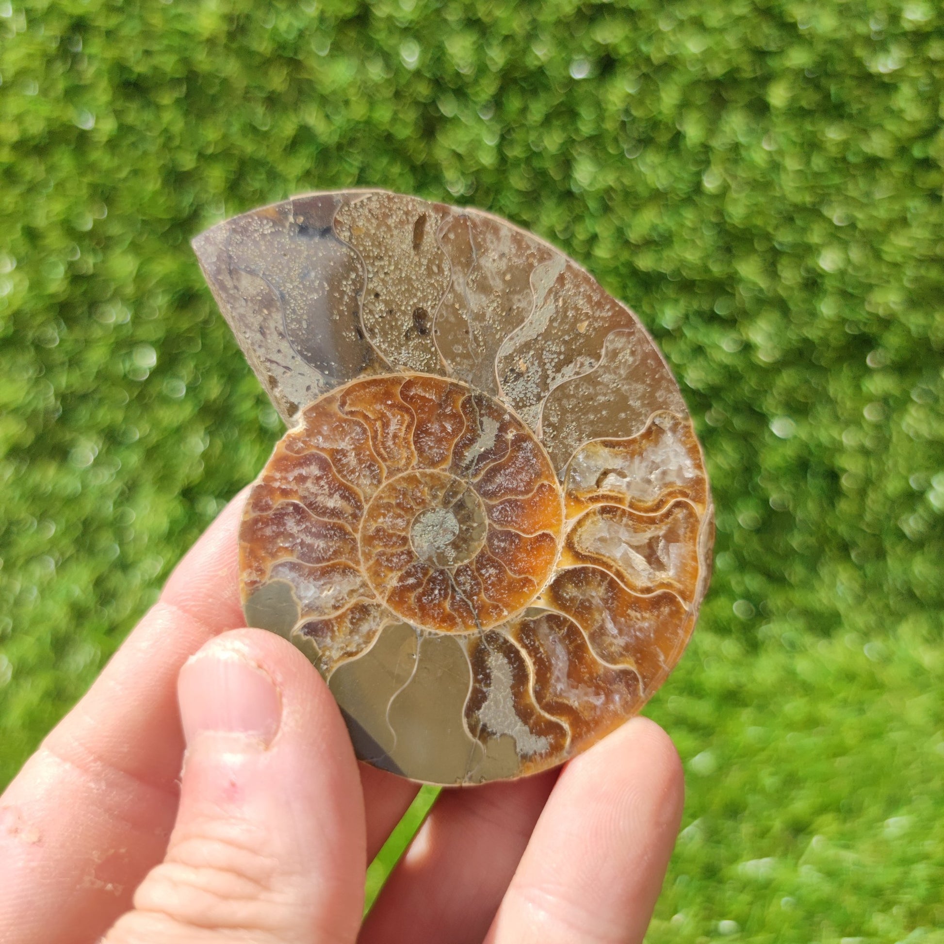 Polished Madagascar ammonite fossil - North Yorkshire Fossils