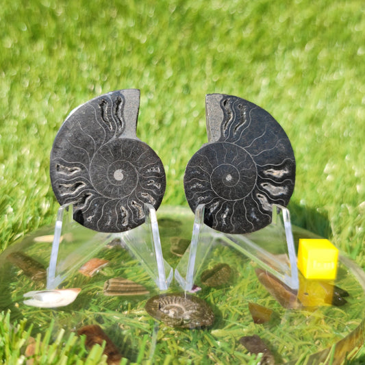 Polished Madagascar ammonite fossil - North Yorkshire Fossils