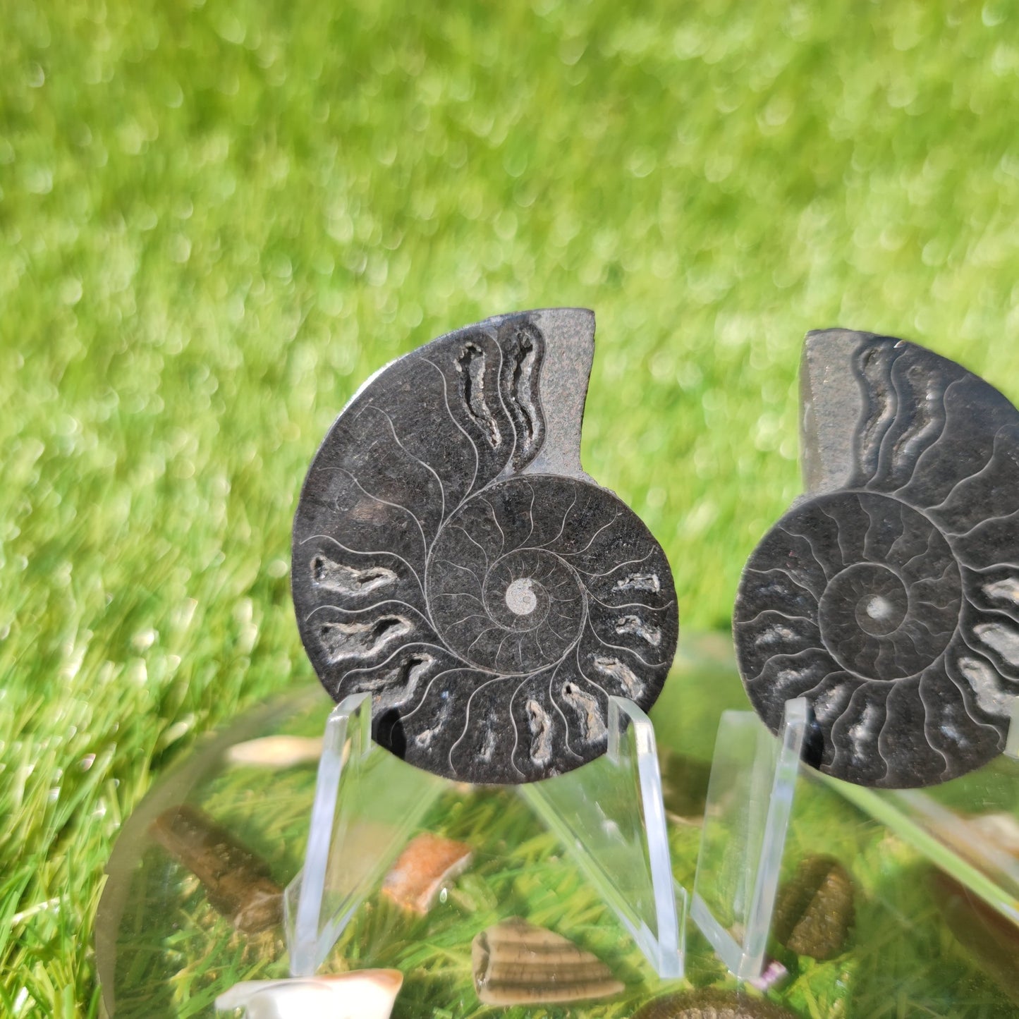 Polished Madagascar ammonite fossil - North Yorkshire Fossils