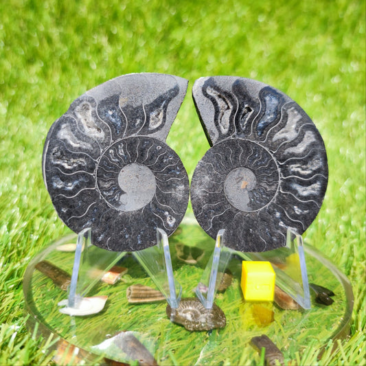Polished Madagascar ammonite fossil - North Yorkshire Fossils