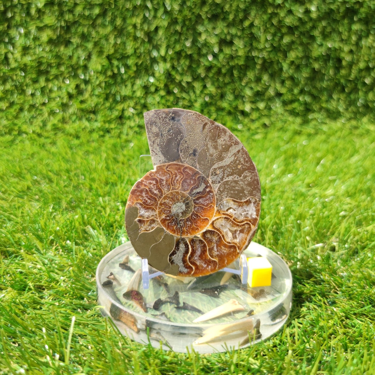 Polished Madagascar ammonite fossil - North Yorkshire Fossils
