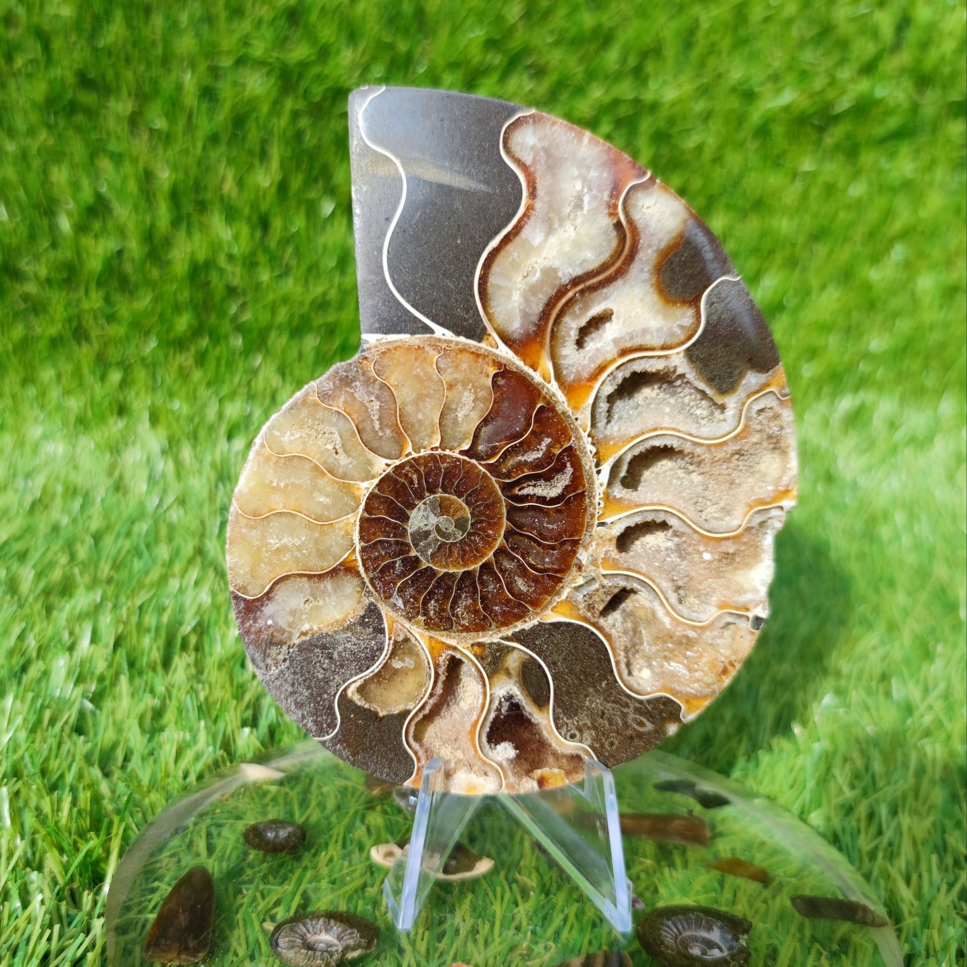 Polished Madagascar ammonite fossil Cleoniceras - North Yorkshire Fossils