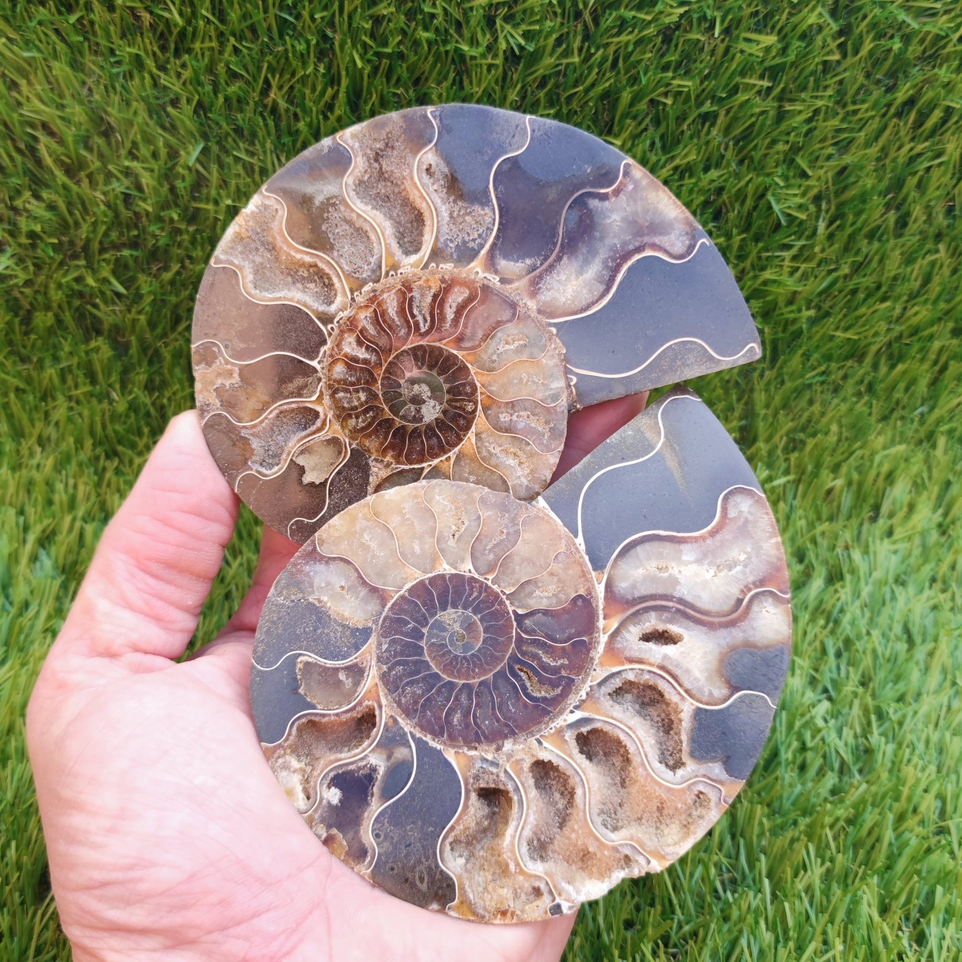 Polished Madagascar ammonite fossil Cleoniceras - North Yorkshire Fossils