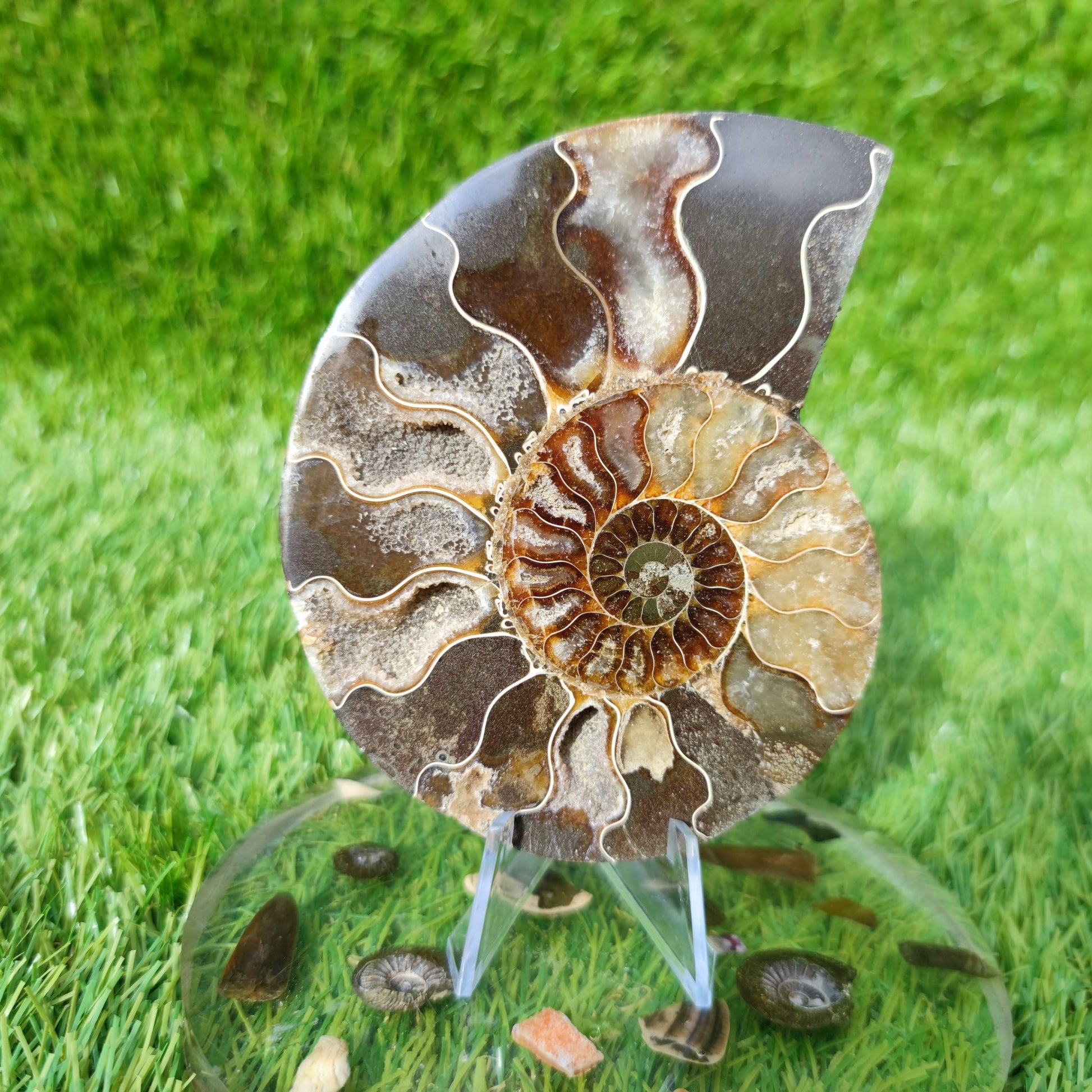 Polished Madagascar ammonite fossil Cleoniceras - North Yorkshire Fossils