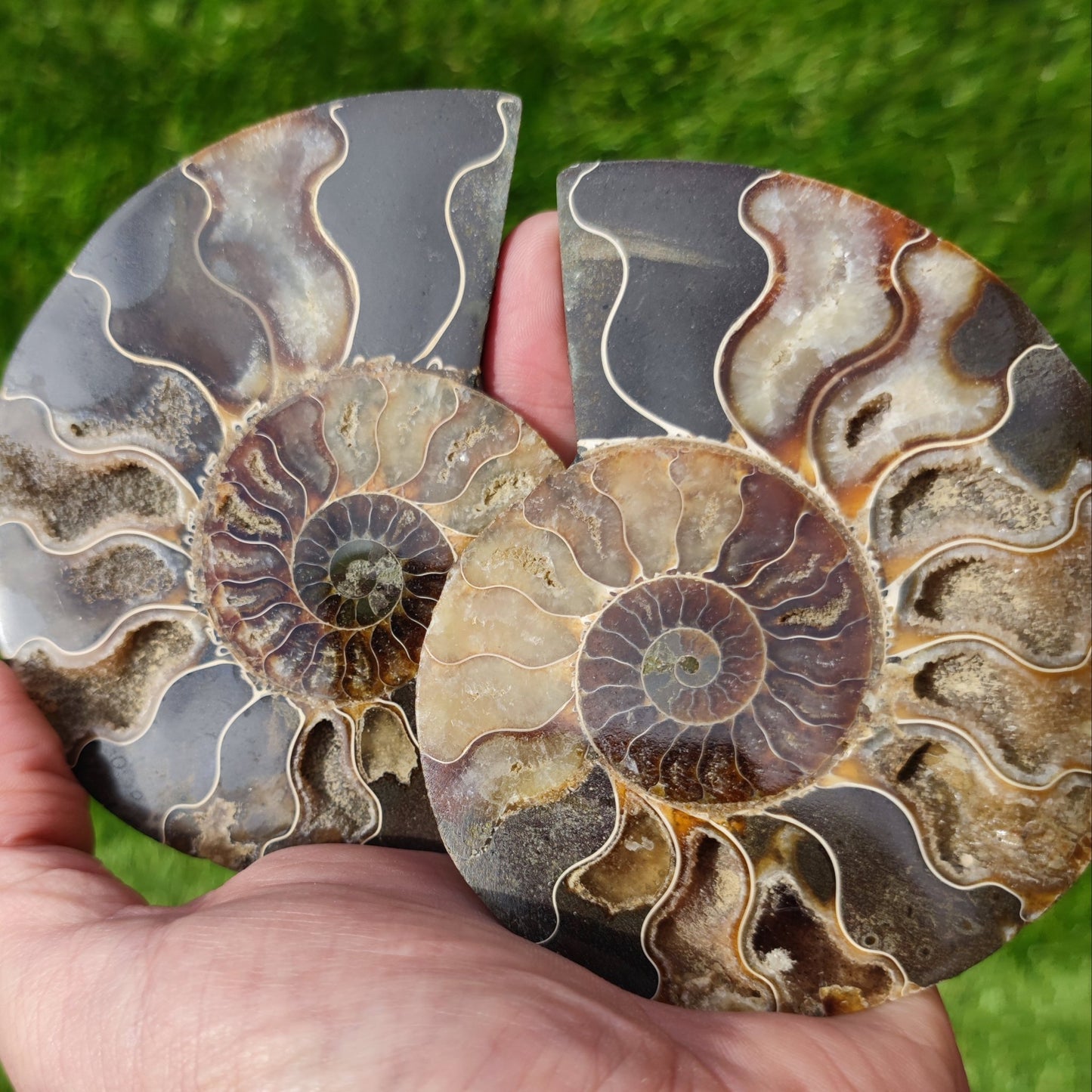 Polished Madagascar ammonite fossil Cleoniceras - North Yorkshire Fossils