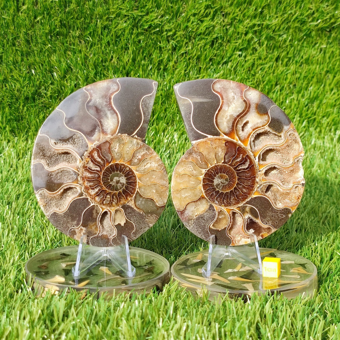 Polished Madagascar ammonite fossil Cleoniceras - North Yorkshire Fossils