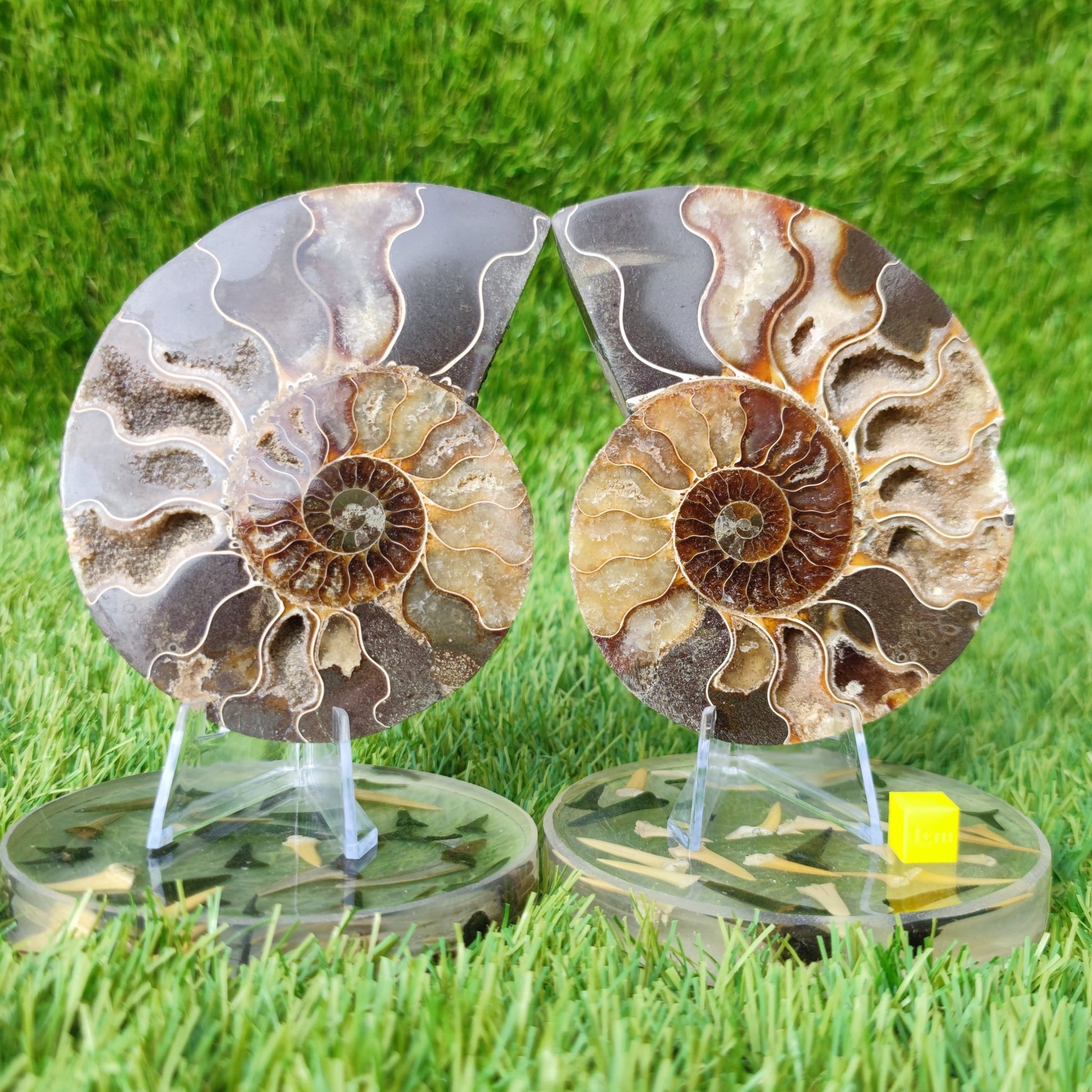 Polished Madagascar ammonite fossil Cleoniceras - North Yorkshire Fossils