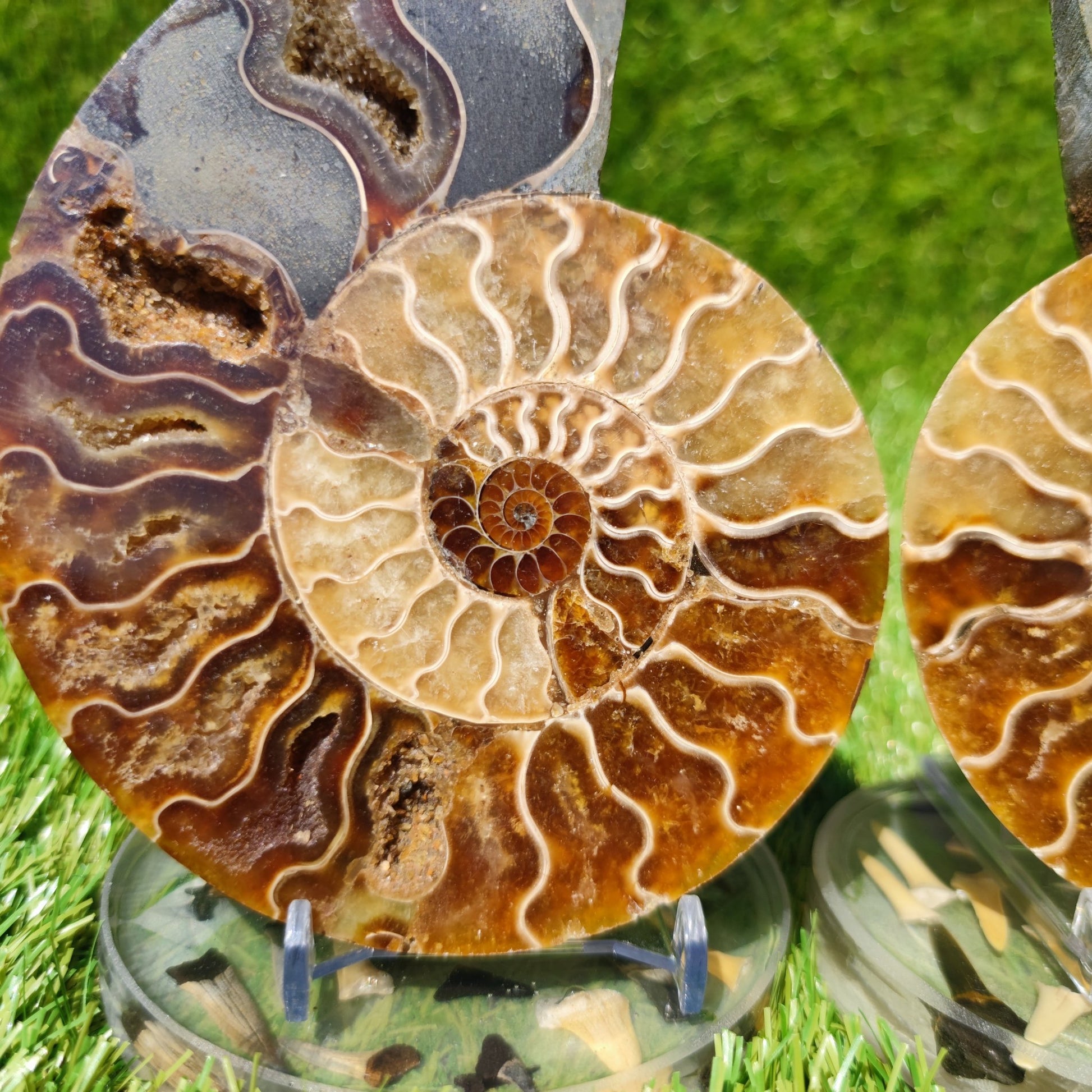 Polished Madagascar ammonite fossil large - North Yorkshire Fossils