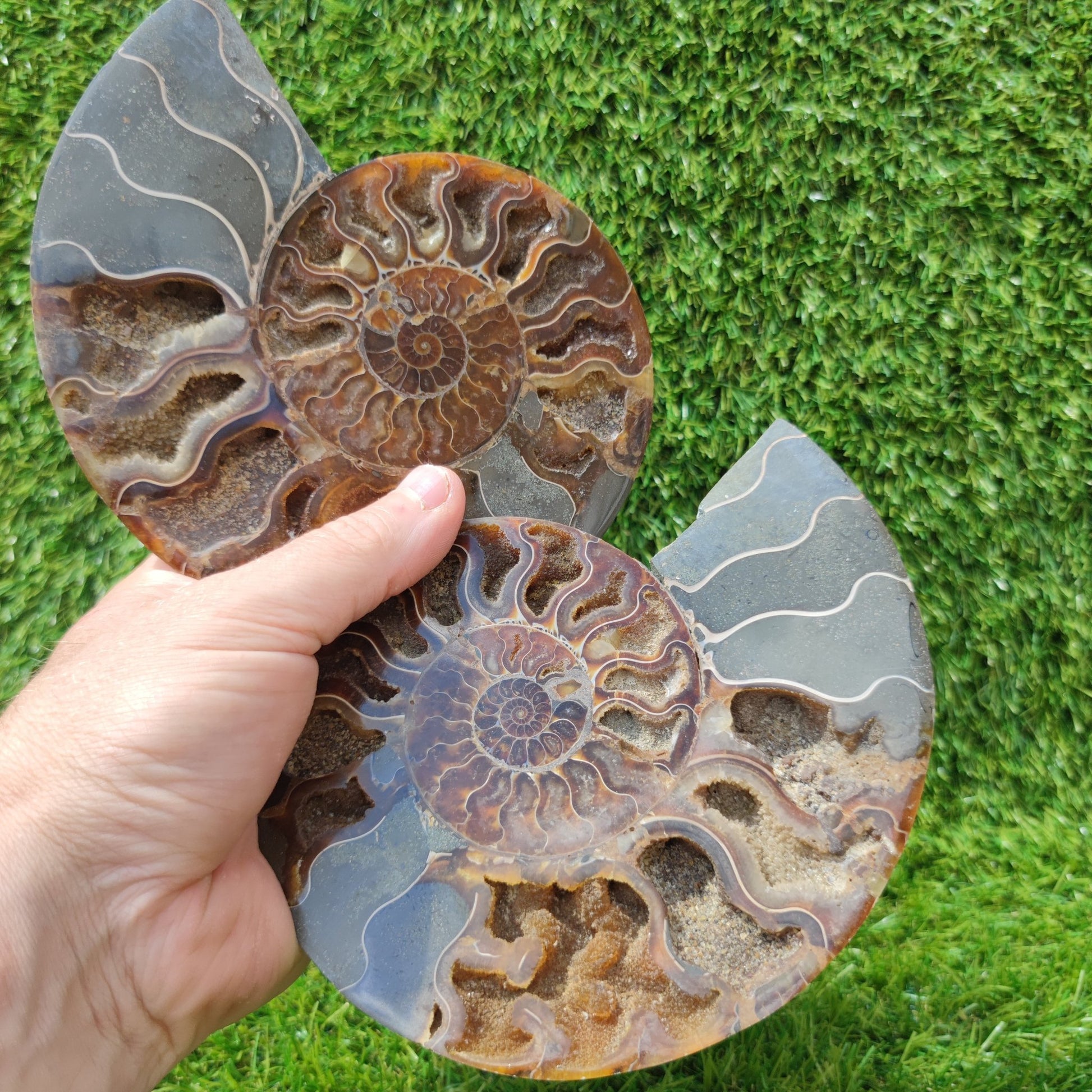 Polished Madagascar ammonite fossil Large - North Yorkshire Fossils