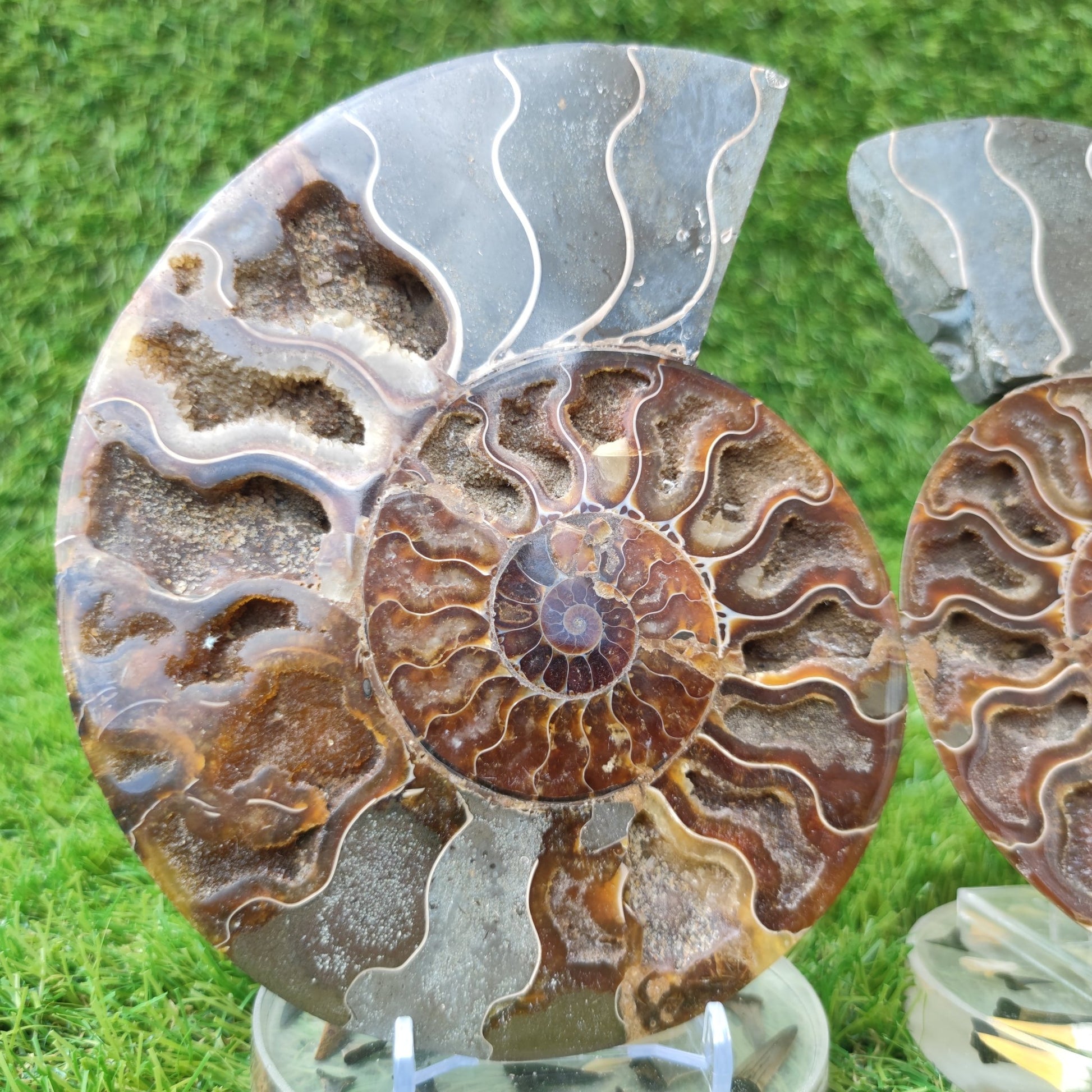 Polished Madagascar ammonite fossil Large - North Yorkshire Fossils