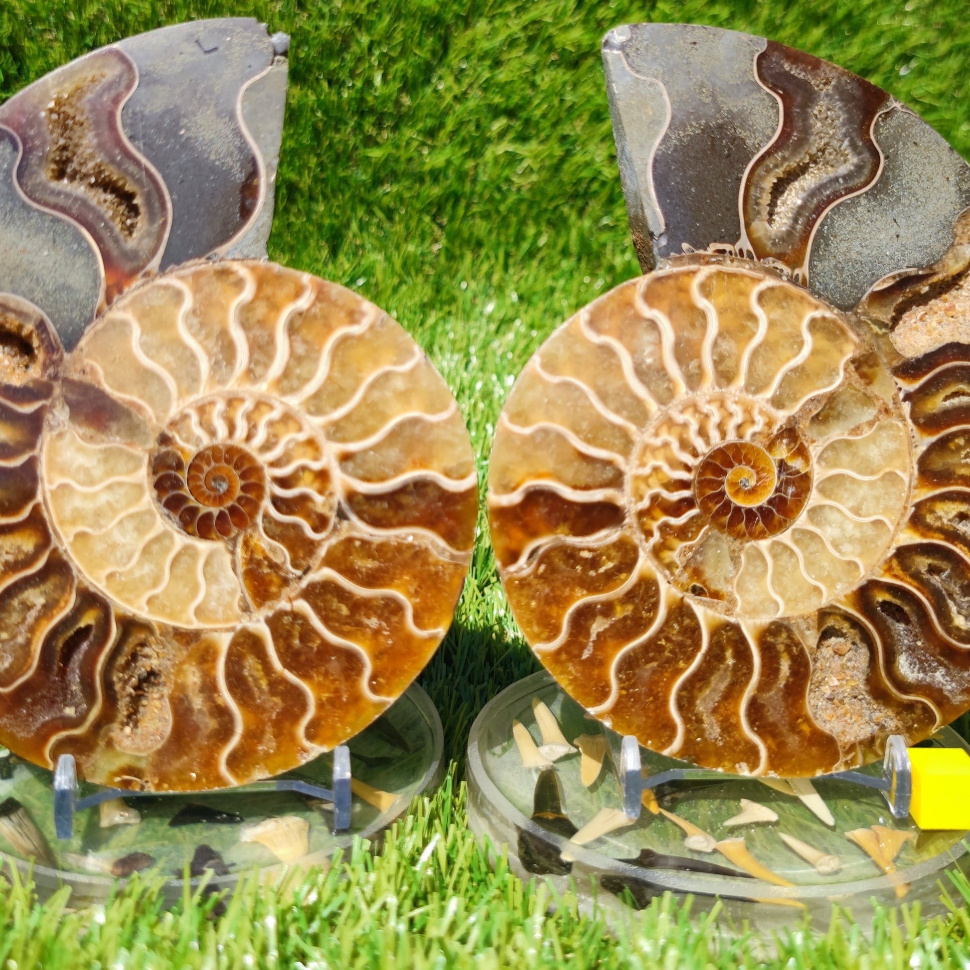 Polished Madagascar ammonite fossil large - North Yorkshire Fossils