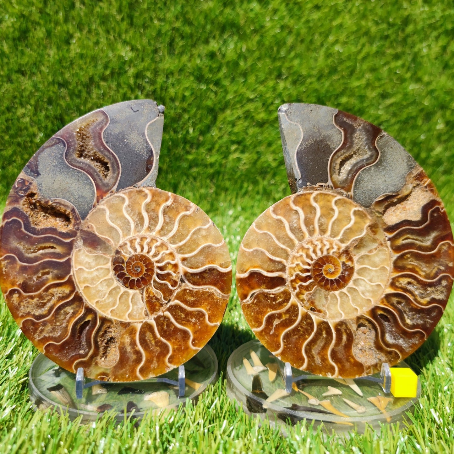 Polished Madagascar ammonite fossil large - North Yorkshire Fossils