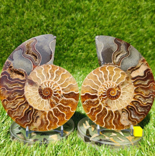 Polished Madagascar ammonite fossil large - North Yorkshire Fossils