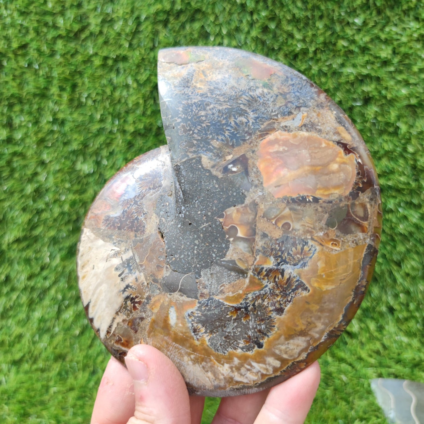 Polished Madagascar ammonite fossil Large - North Yorkshire Fossils