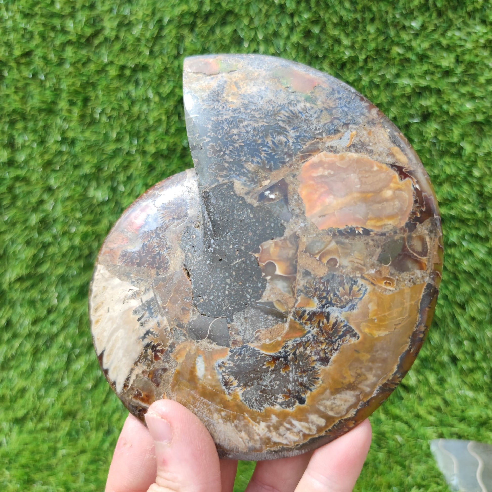 Polished Madagascar ammonite fossil Large - North Yorkshire Fossils