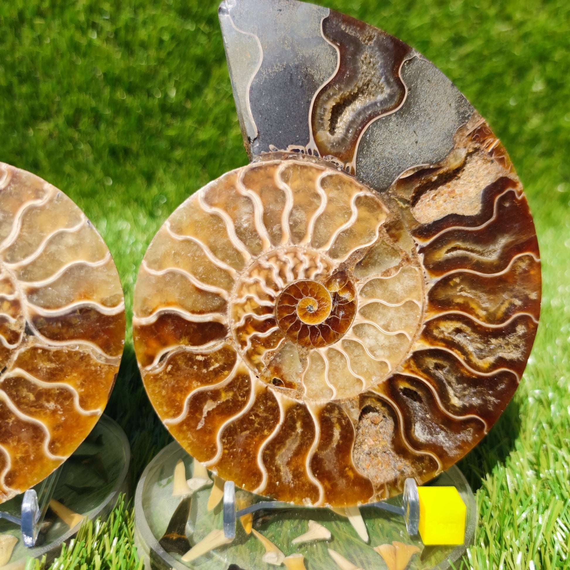Polished Madagascar ammonite fossil large - North Yorkshire Fossils