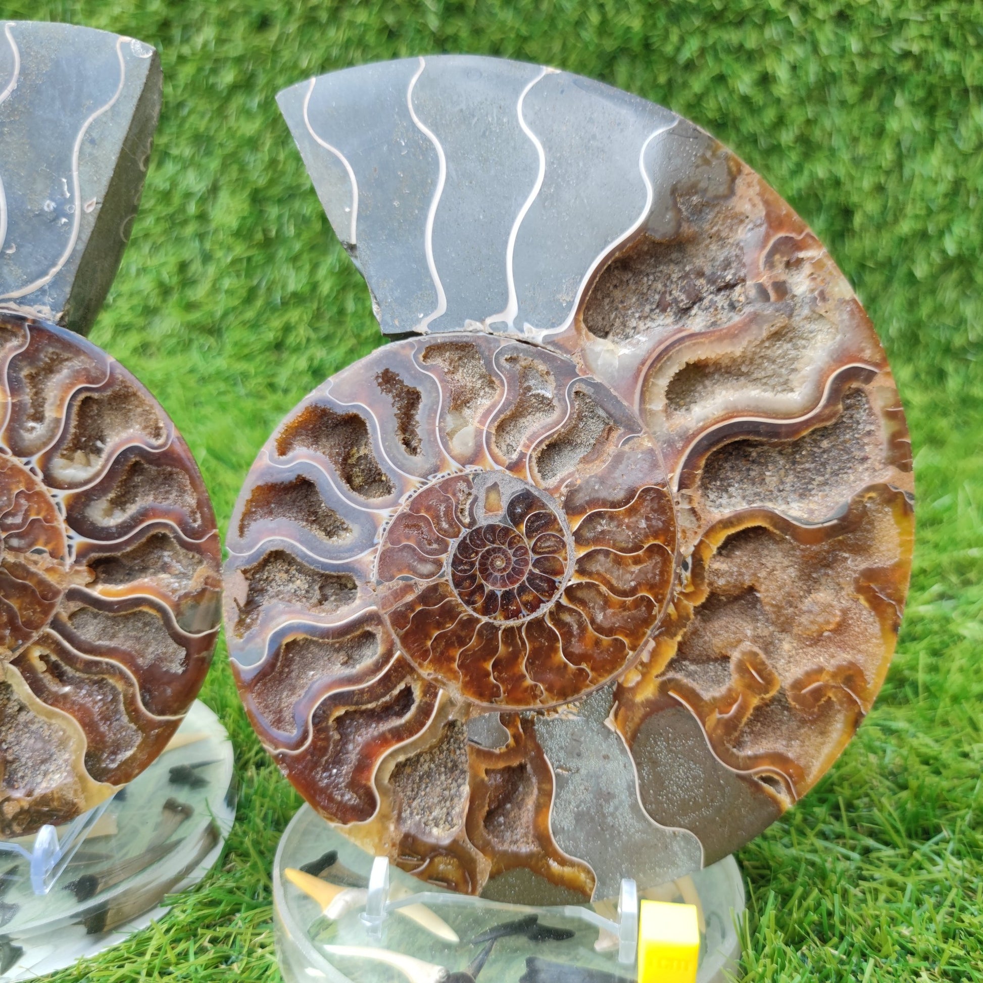 Polished Madagascar ammonite fossil Large - North Yorkshire Fossils