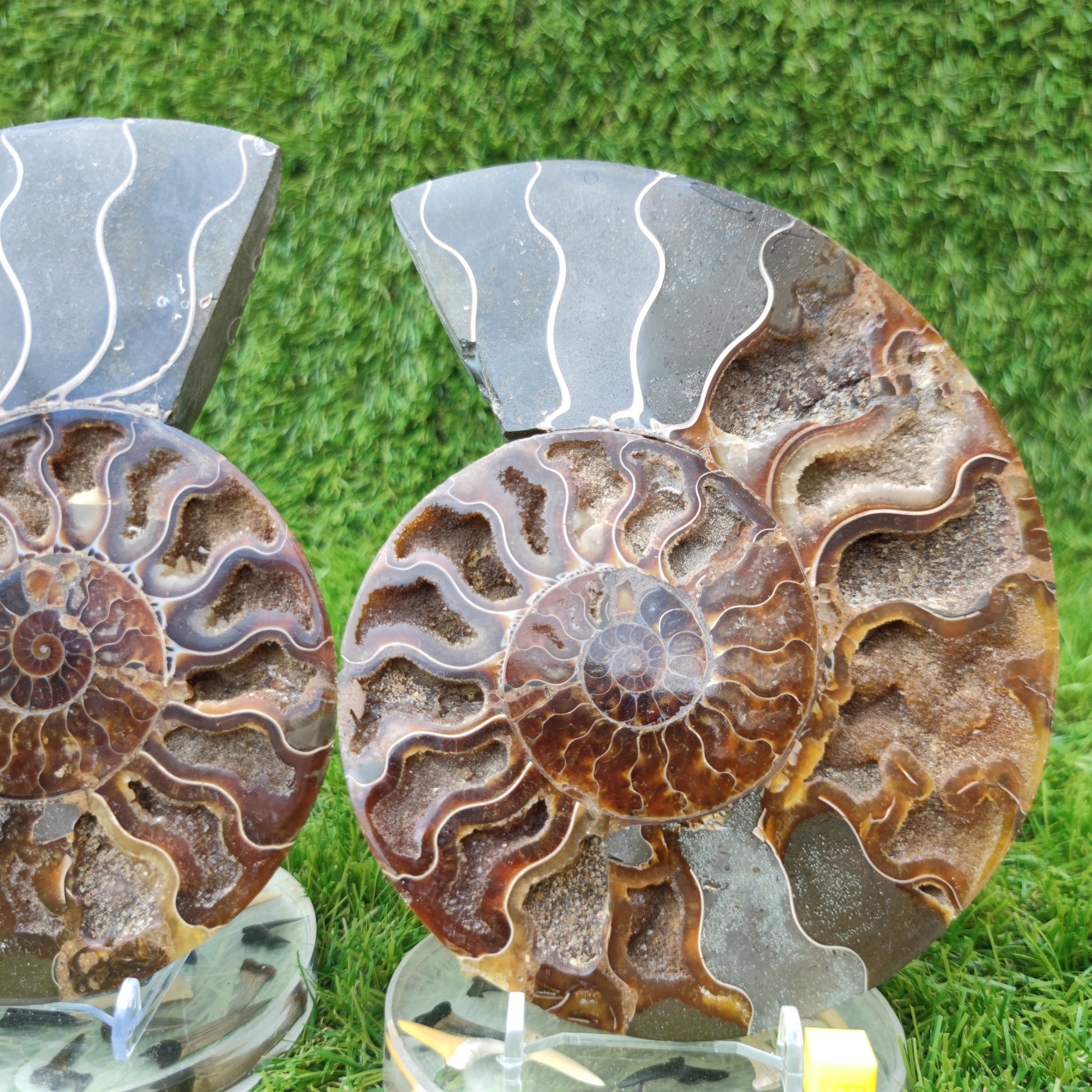 Polished Madagascar ammonite fossil Large - North Yorkshire Fossils