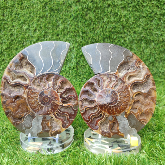 Polished Madagascar ammonite fossil Large - North Yorkshire Fossils
