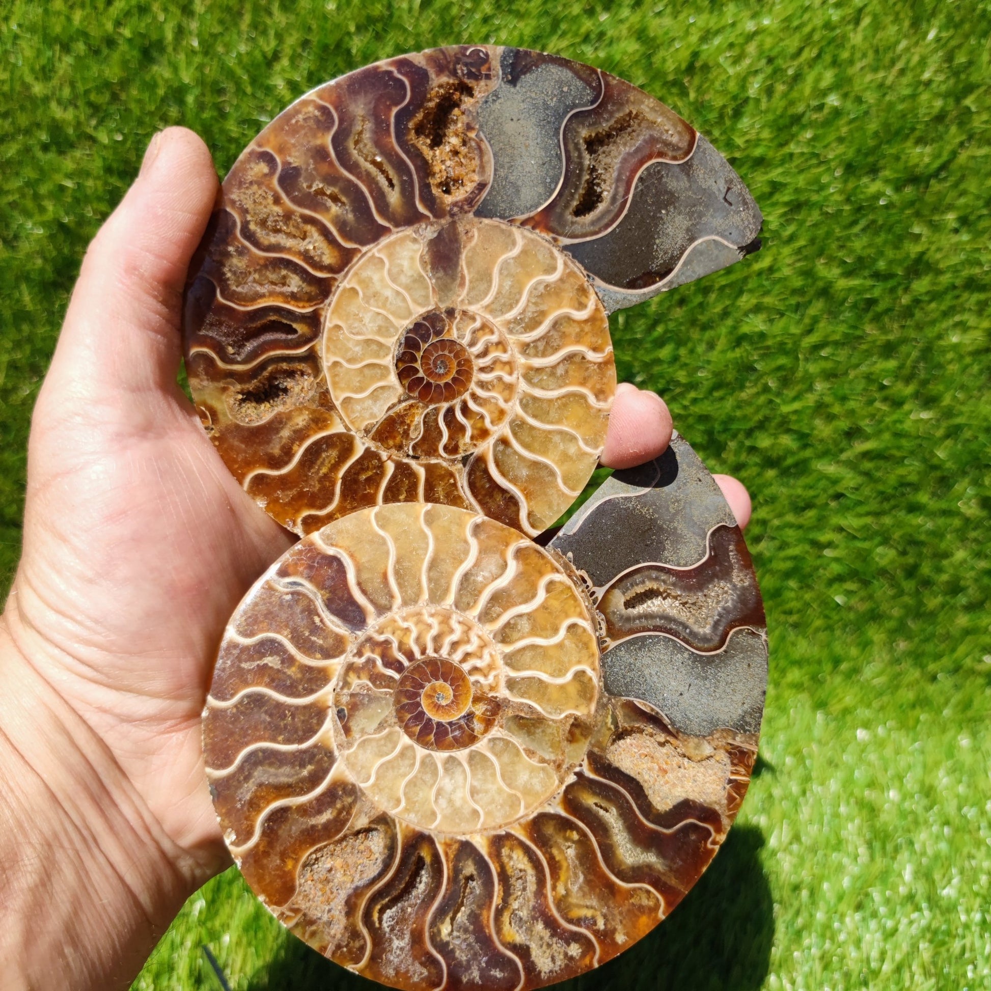 Polished Madagascar ammonite fossil large - North Yorkshire Fossils