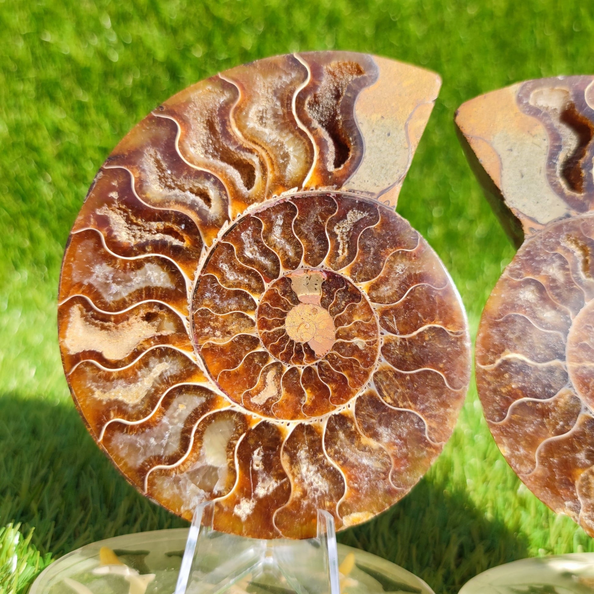 Polished Madagascar ammonite fossil pair - North Yorkshire Fossils