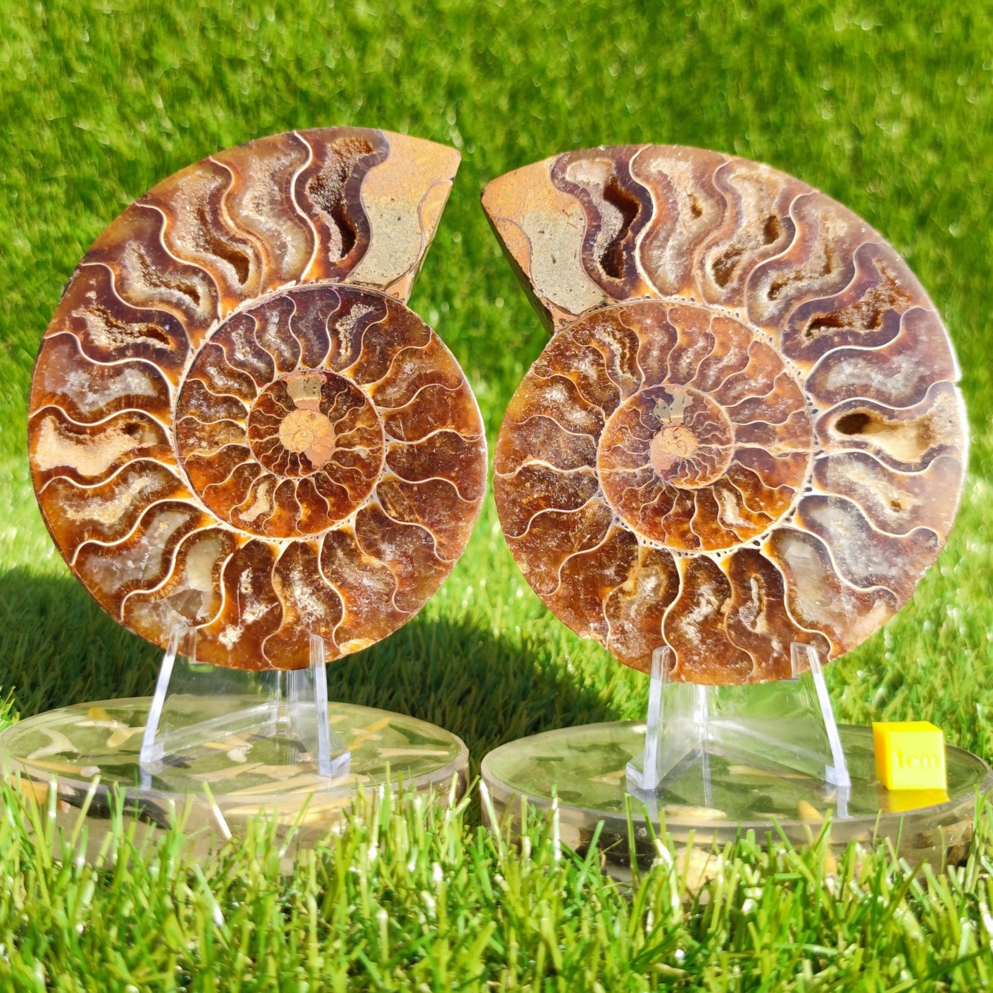 Polished Madagascar ammonite fossil pair - North Yorkshire Fossils
