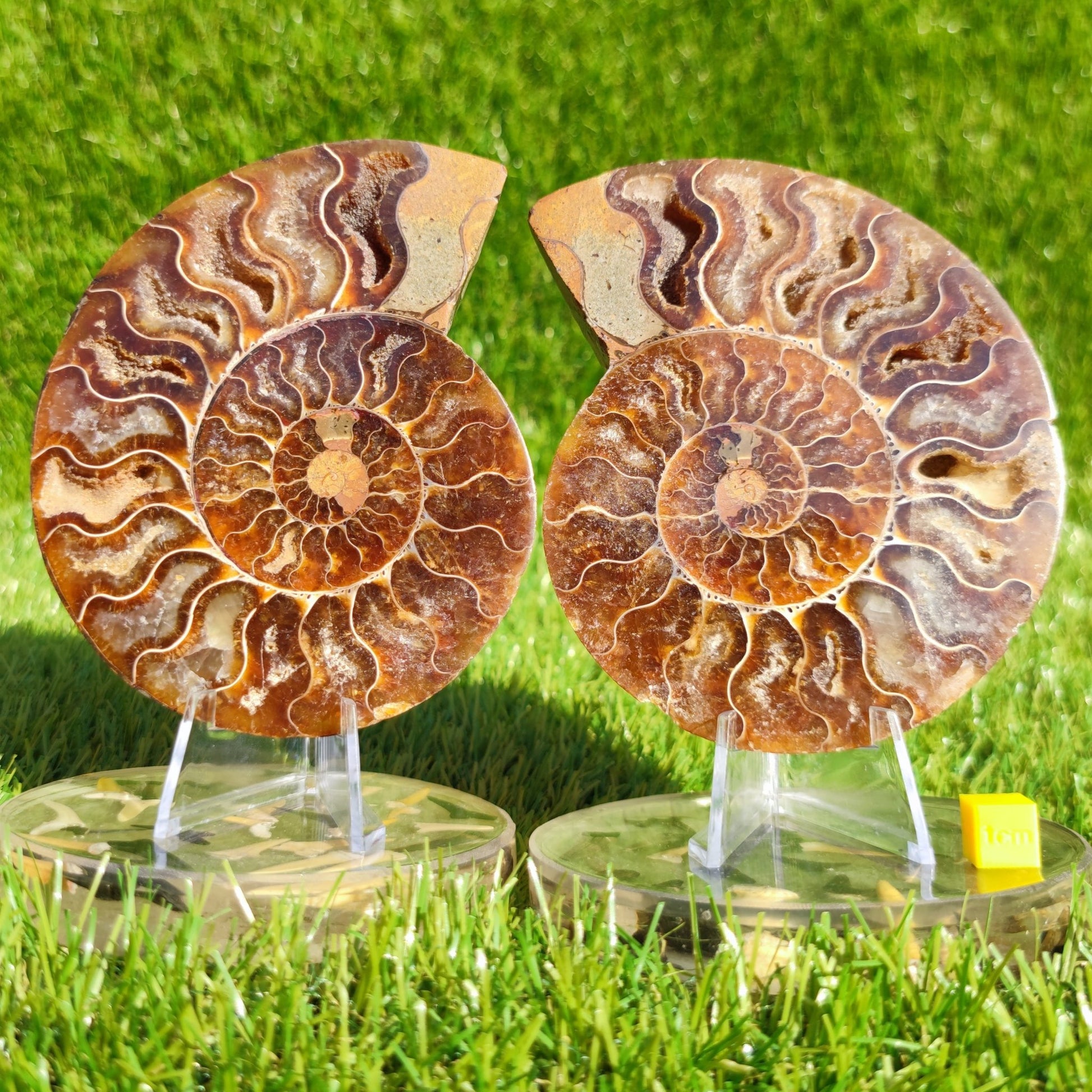 Polished Madagascar ammonite fossil pair - North Yorkshire Fossils