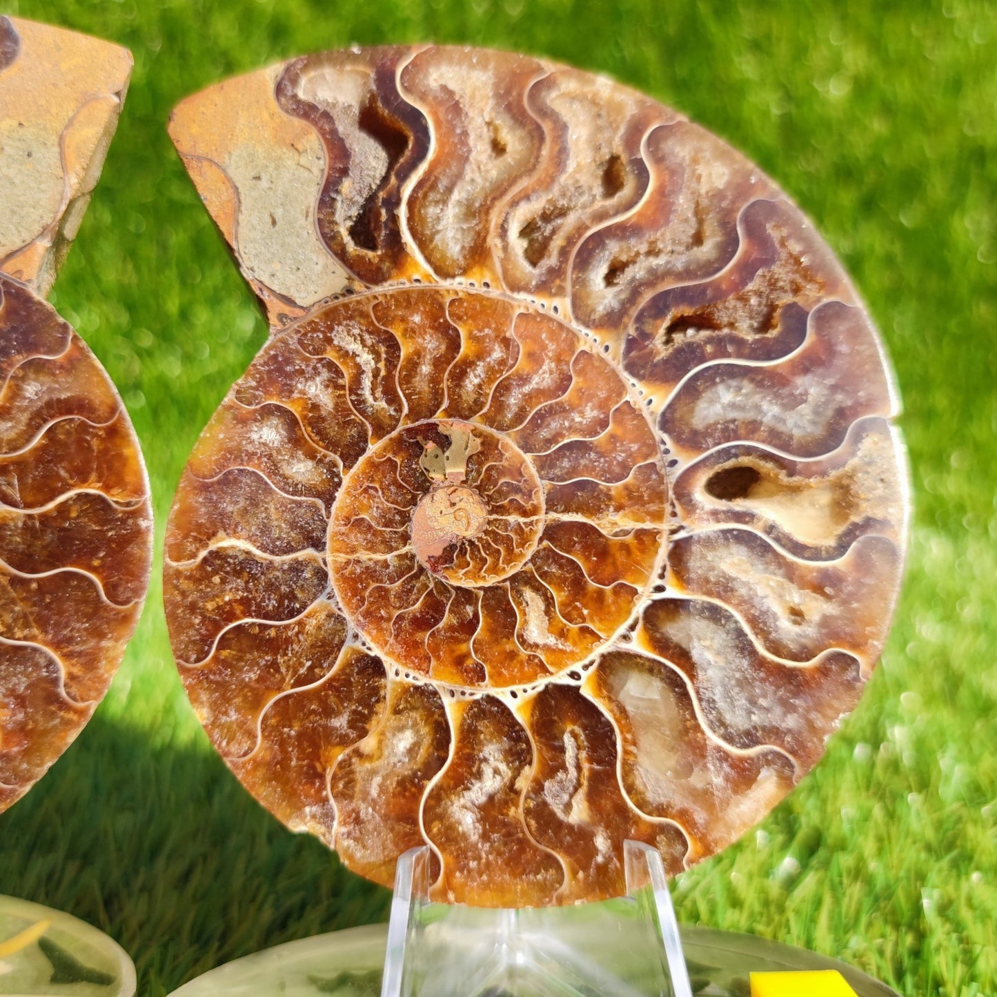 Polished Madagascar ammonite fossil pair - North Yorkshire Fossils